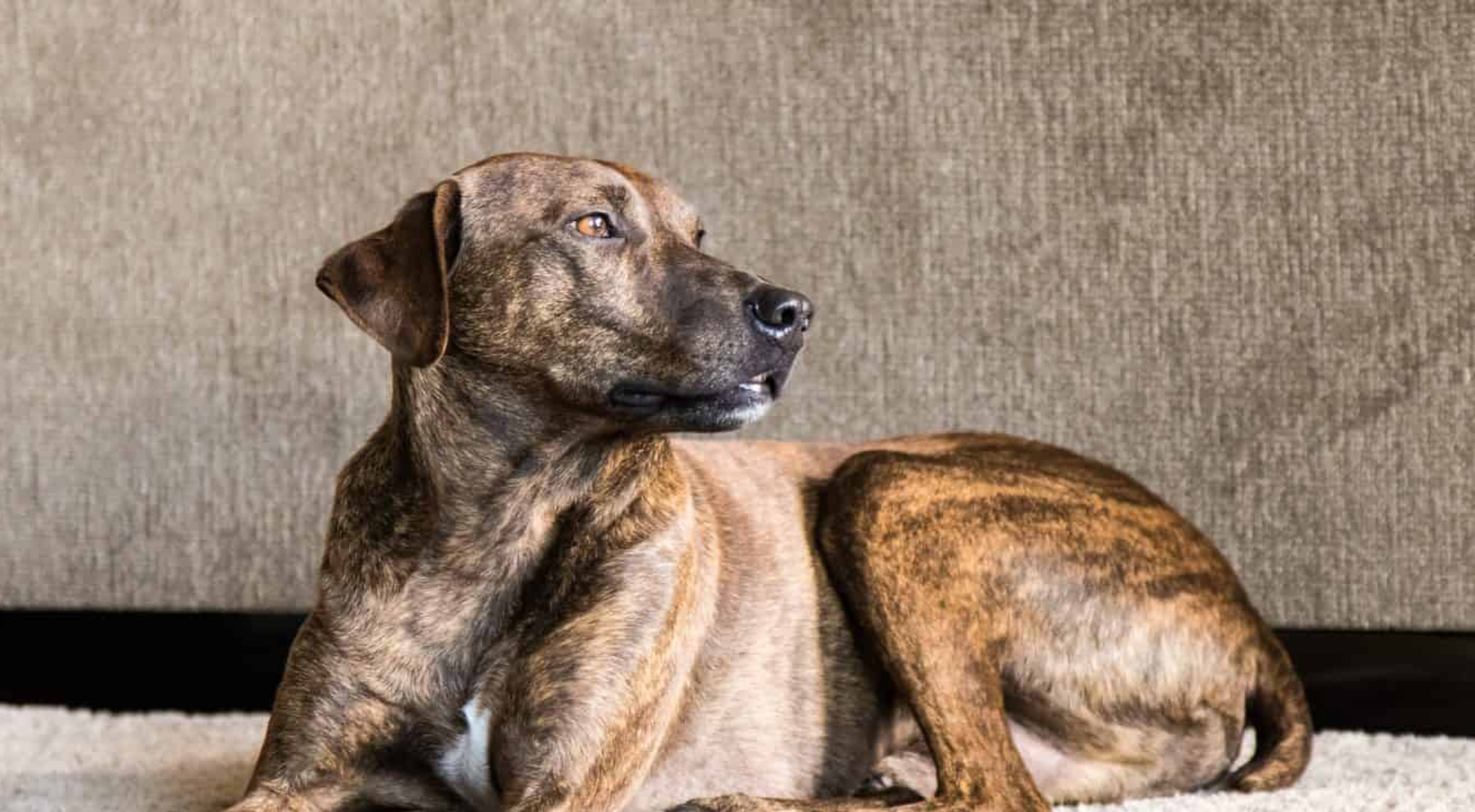 What’s the best dog food for a Plott Hound?
