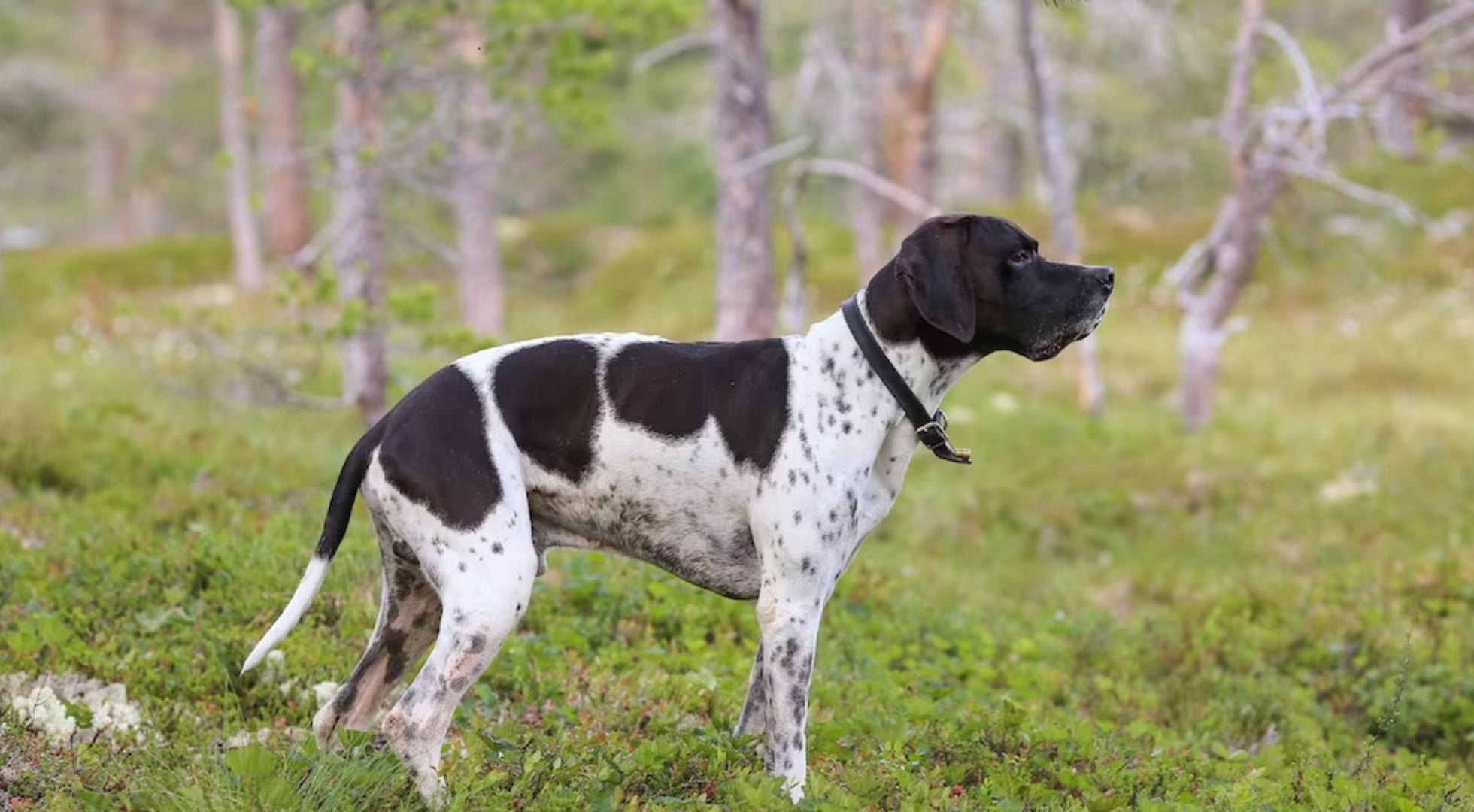 What’s the best dog food for a pointer?