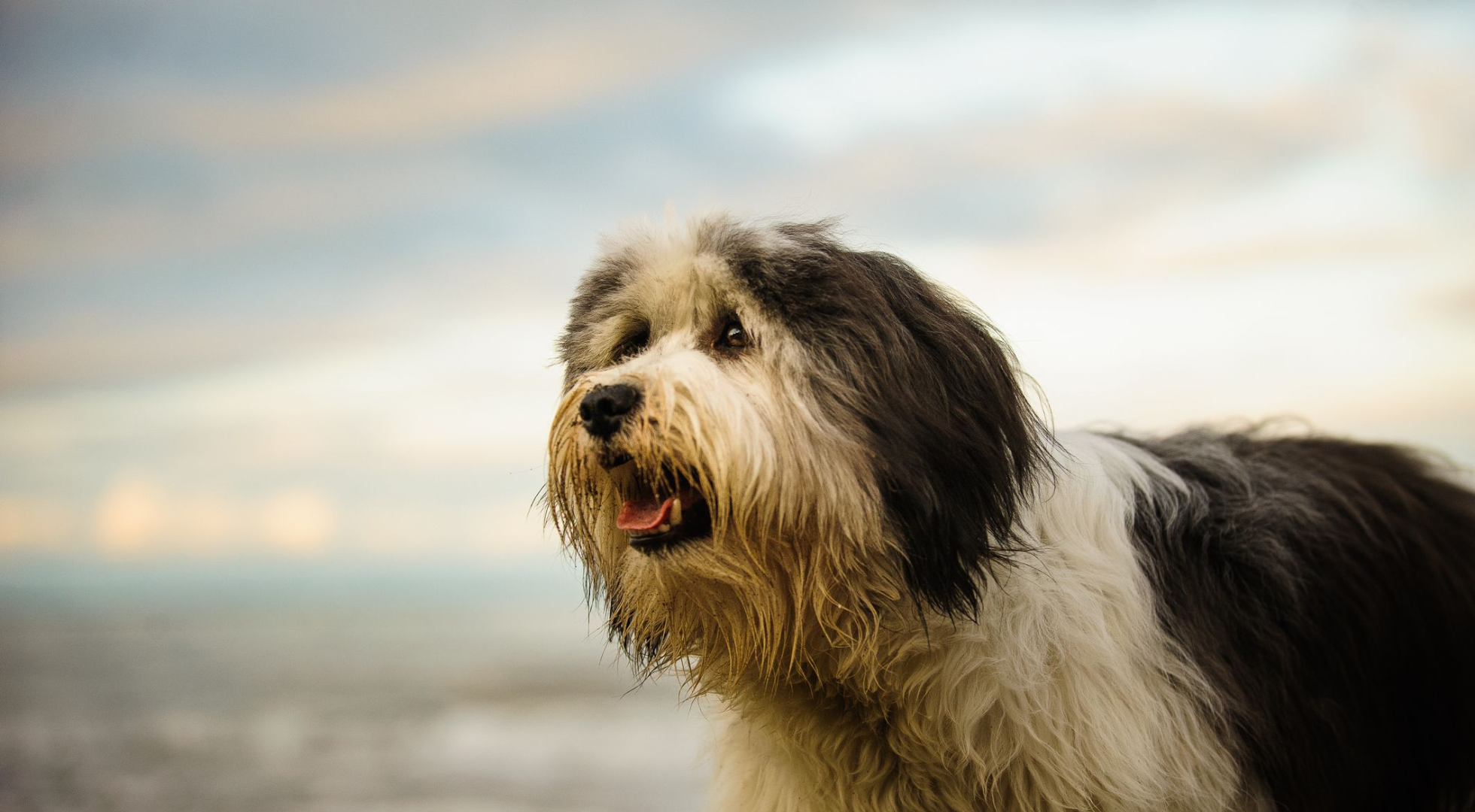 What is the best dog food for a Polish Lowland Sheepdog?