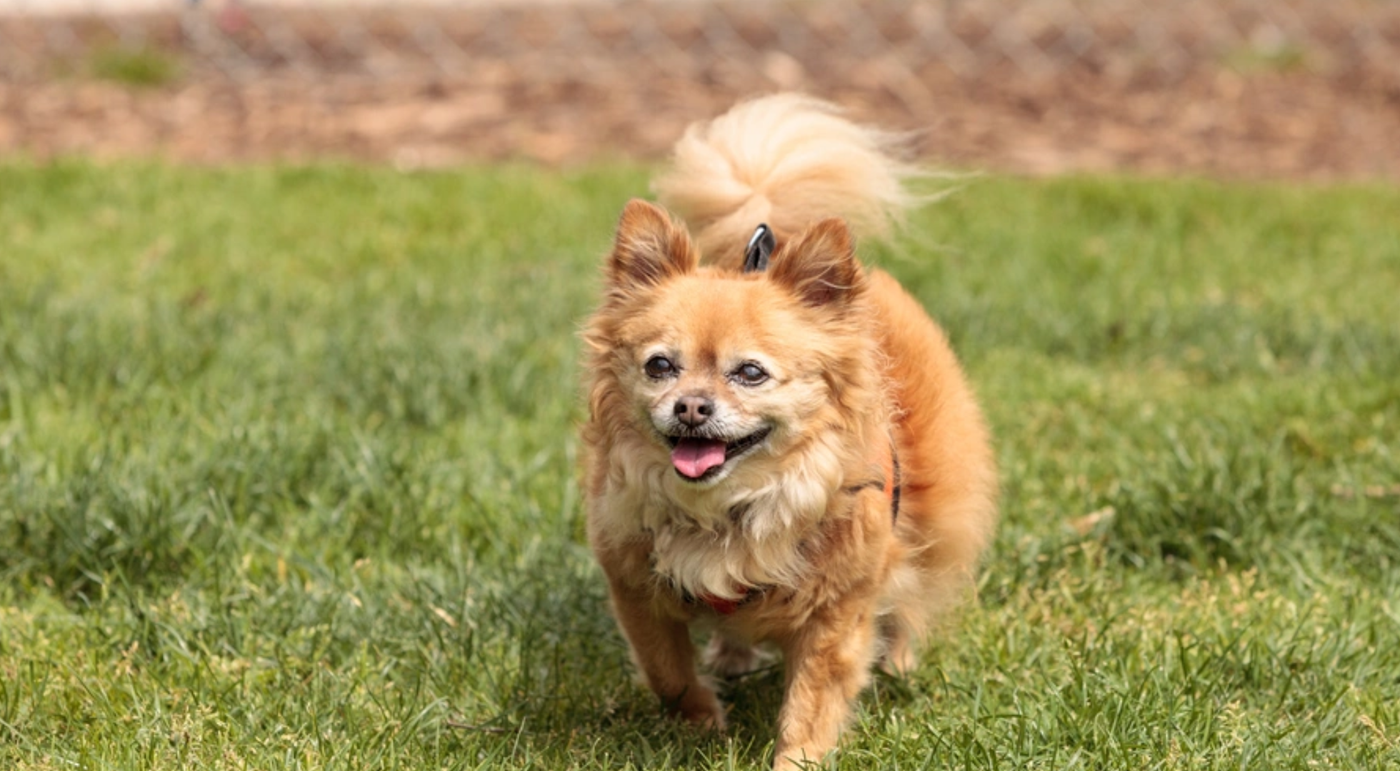 What’s the best dog food for a Pomchi?