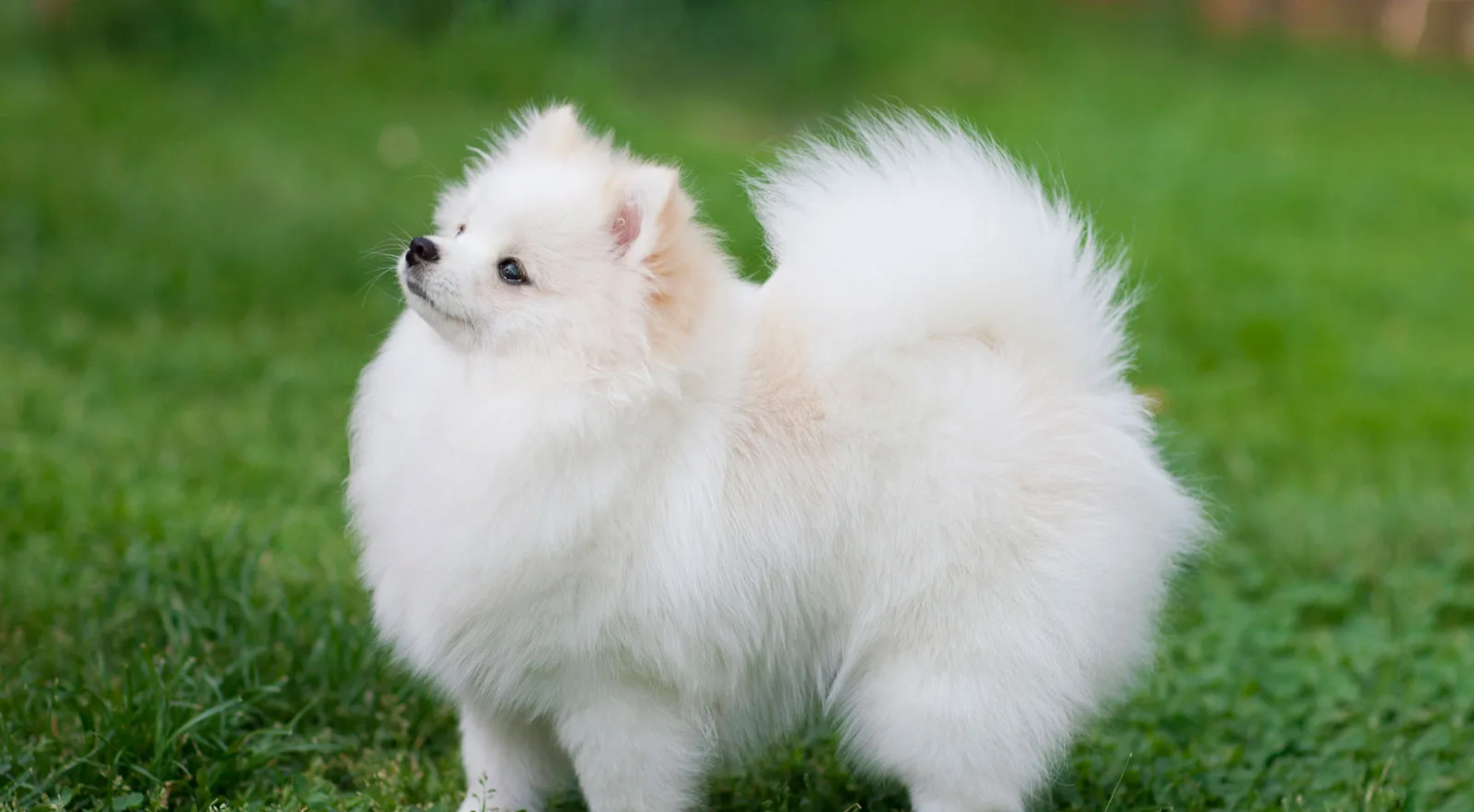 What’s the best dog food for a Pomeranian?