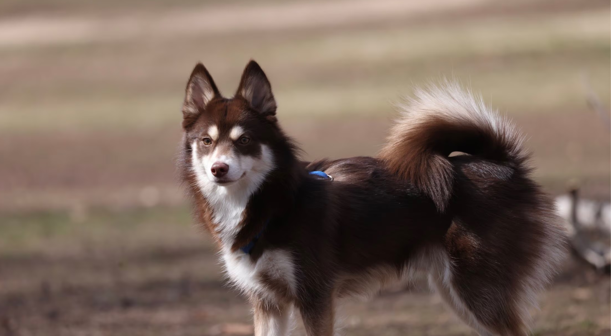 What’s the best dog food for a Pomsky?