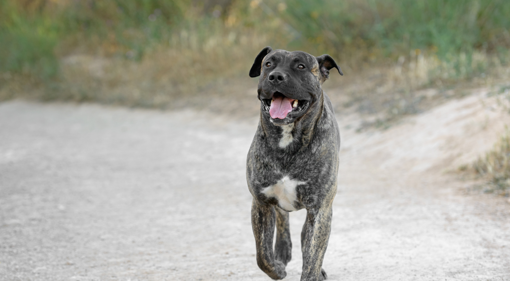 What’s the best dog food for a Presa Canario?