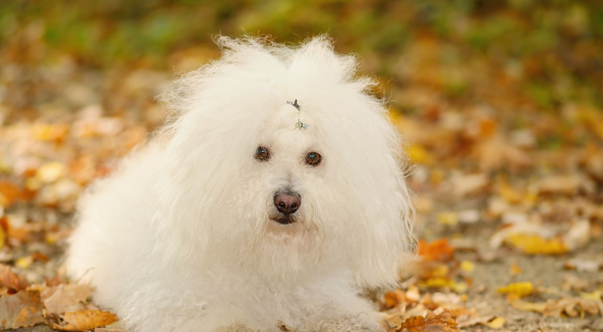 What is the best dog food for a Bolognese?