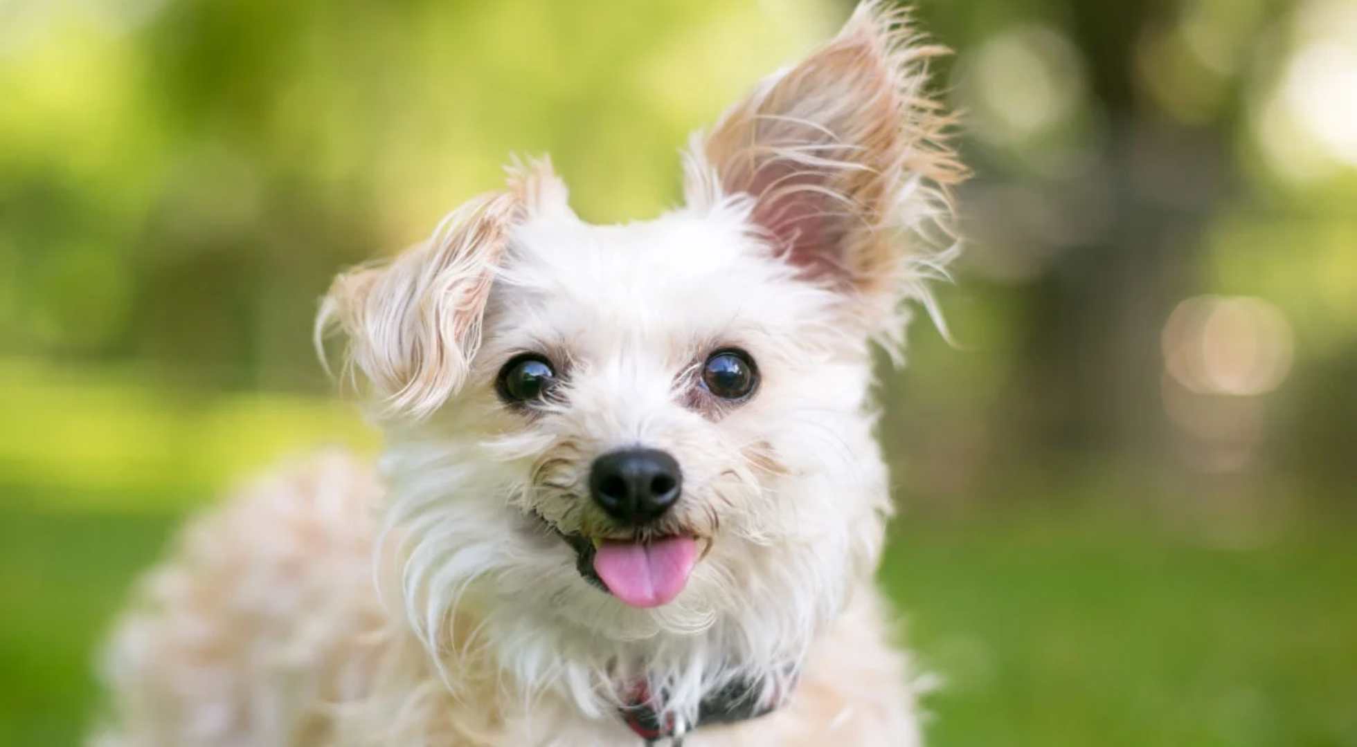 What is the best dog food for a Chipoo?