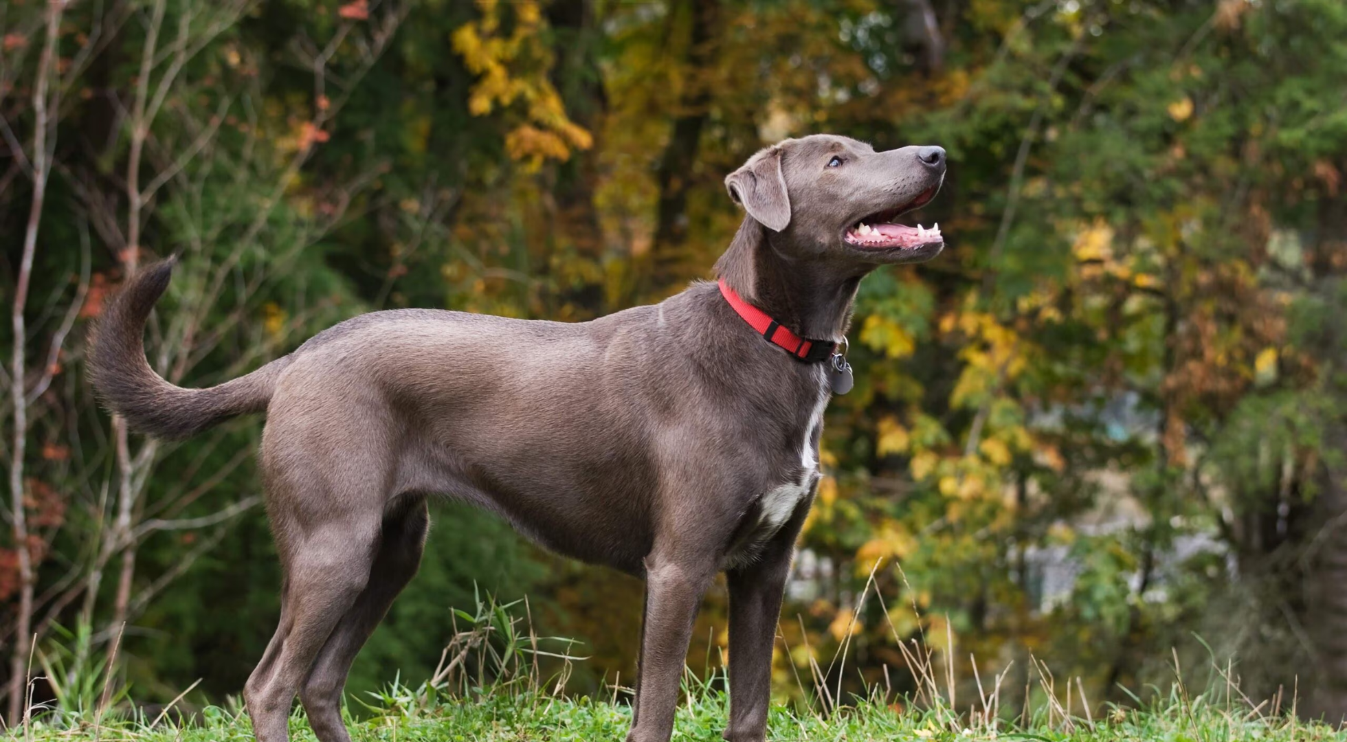 What is the best dog food for a Blue Lacy?