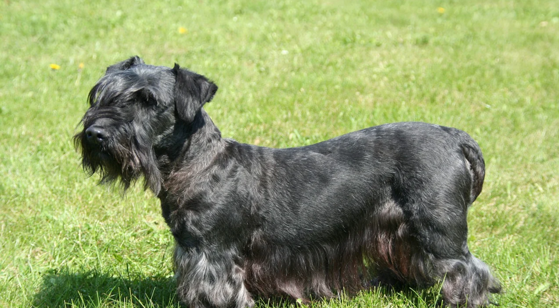 What is the best dog food for a Cesky Terrier?
