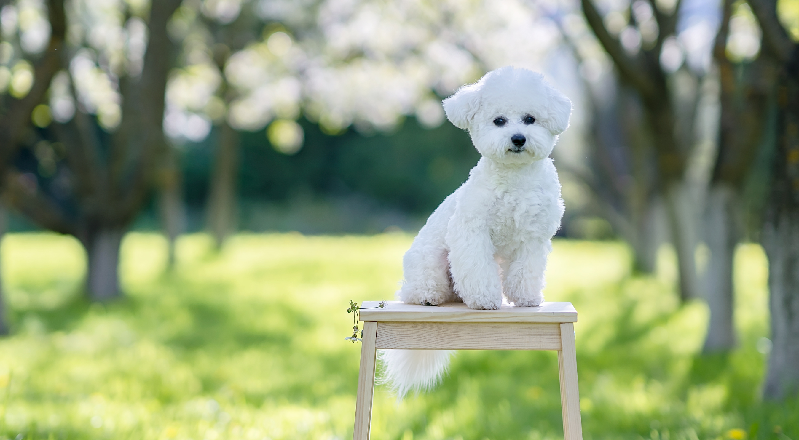 Bichon Frise dog outdoors — best dog food for Bichon Frises