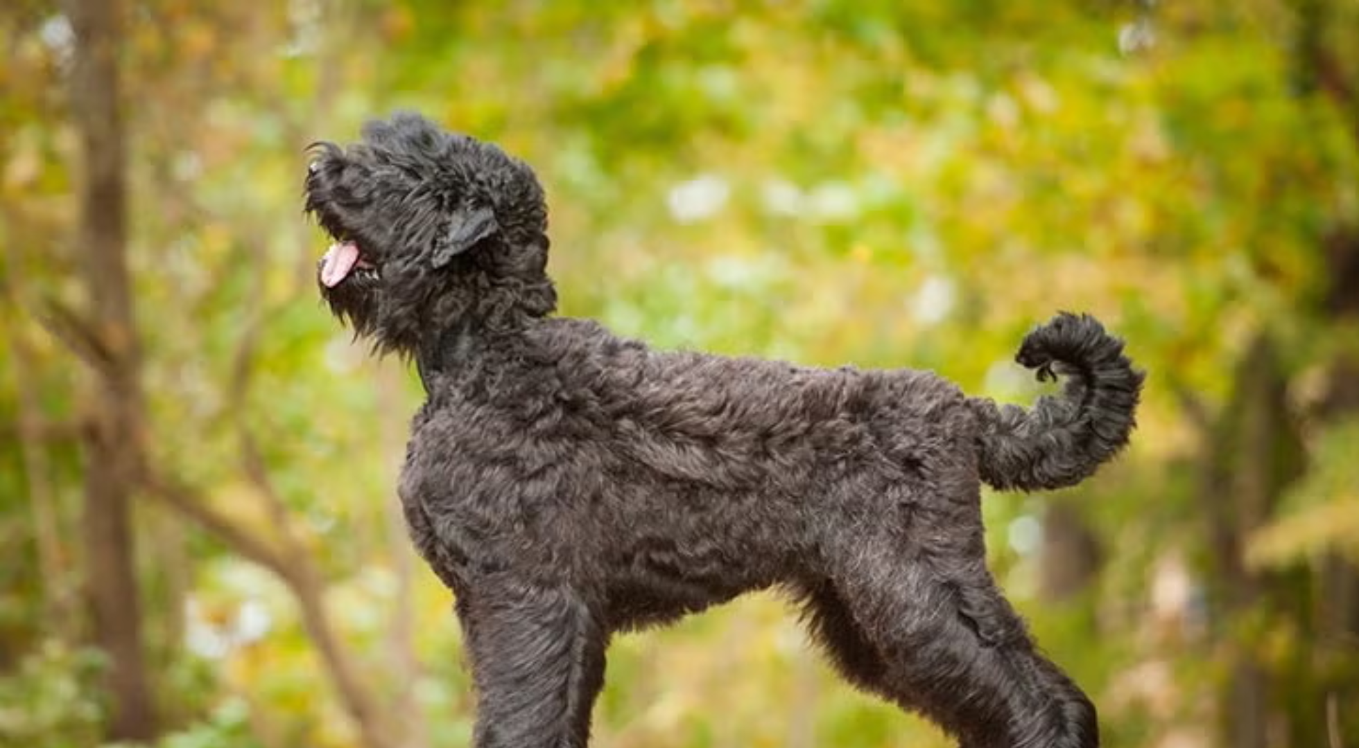What’s the best dog food for a Black Russian Terrier?