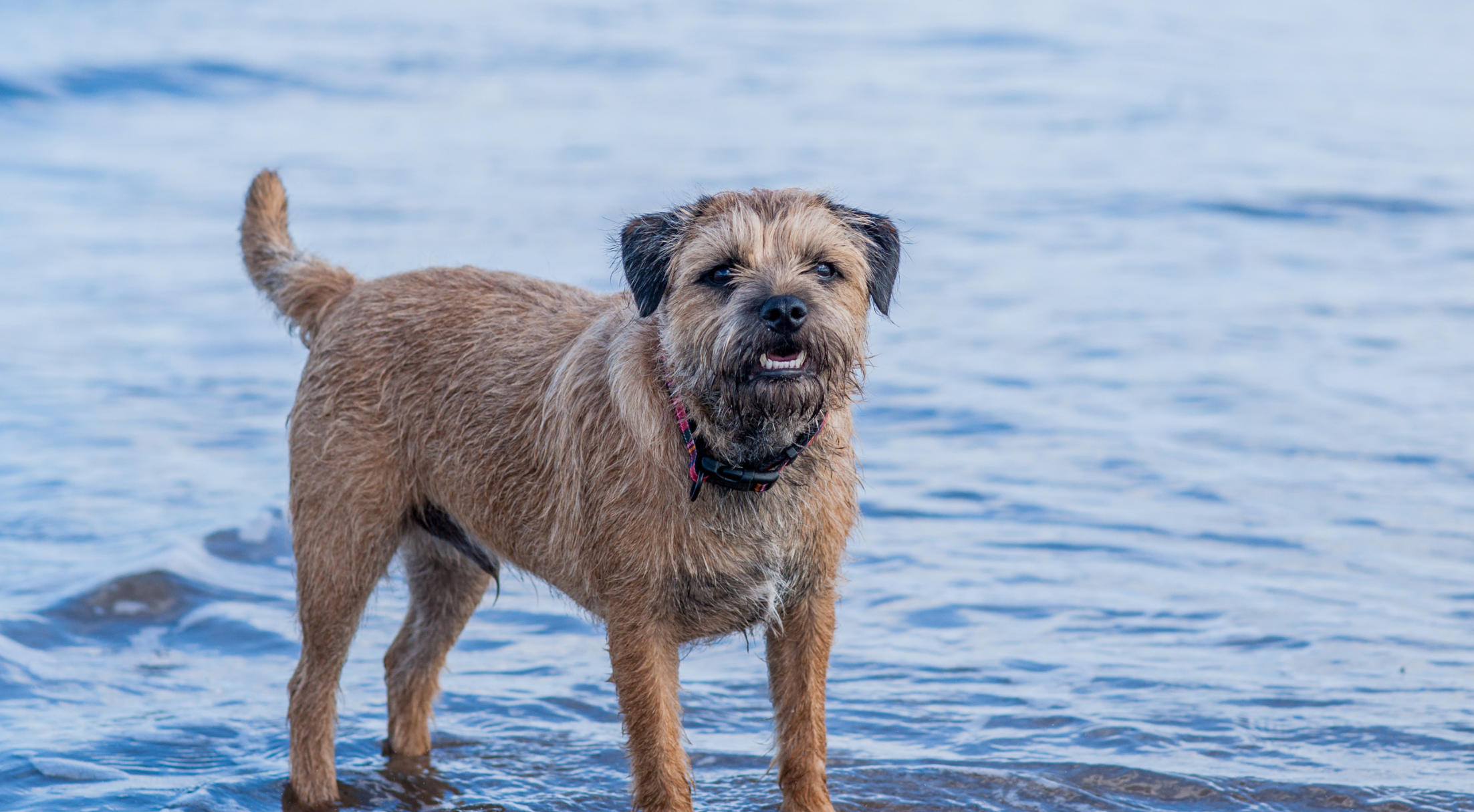 Border Terrier dog outdoors — best dog food for Border Terriers