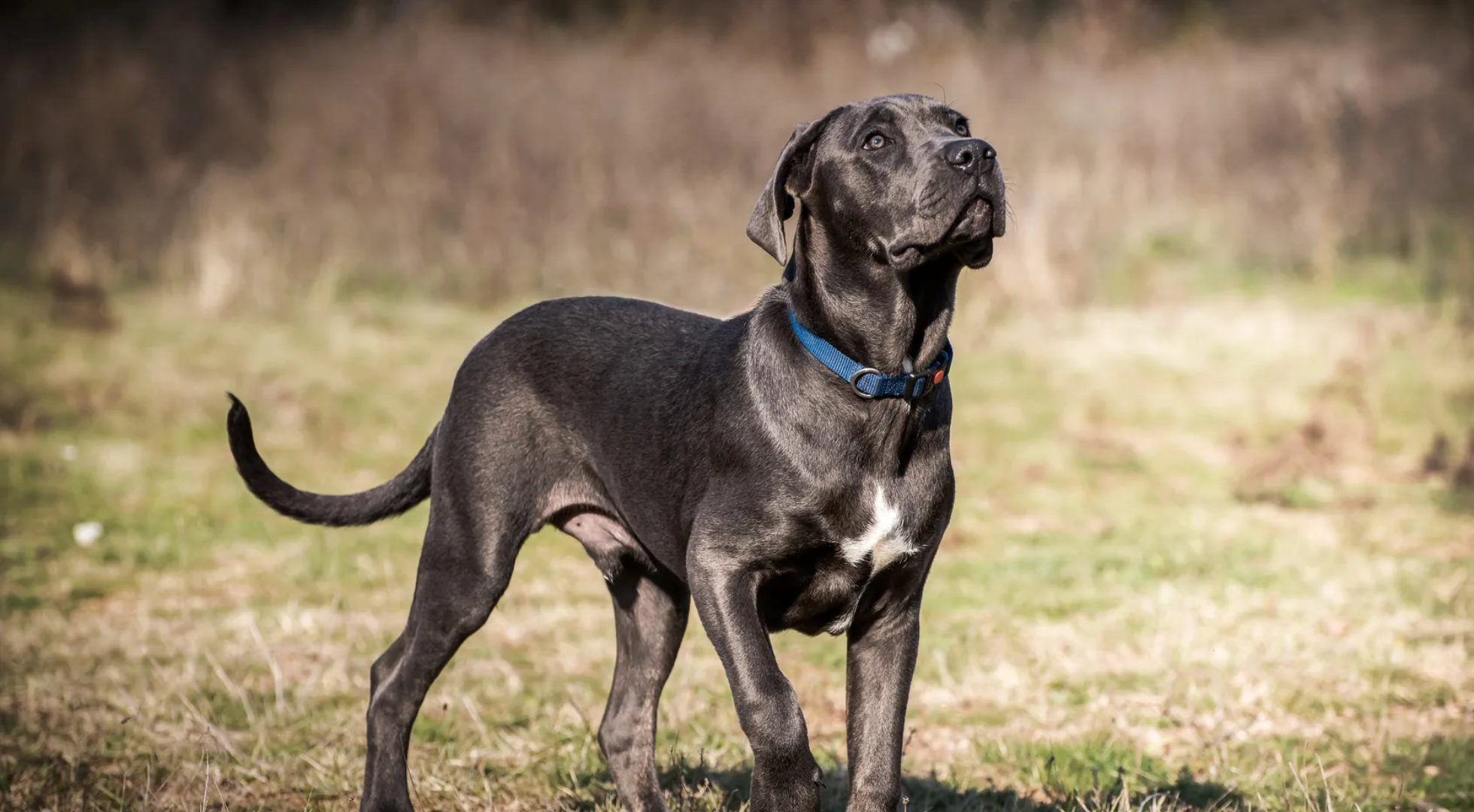 What is the best dog food for a Cane Corso?