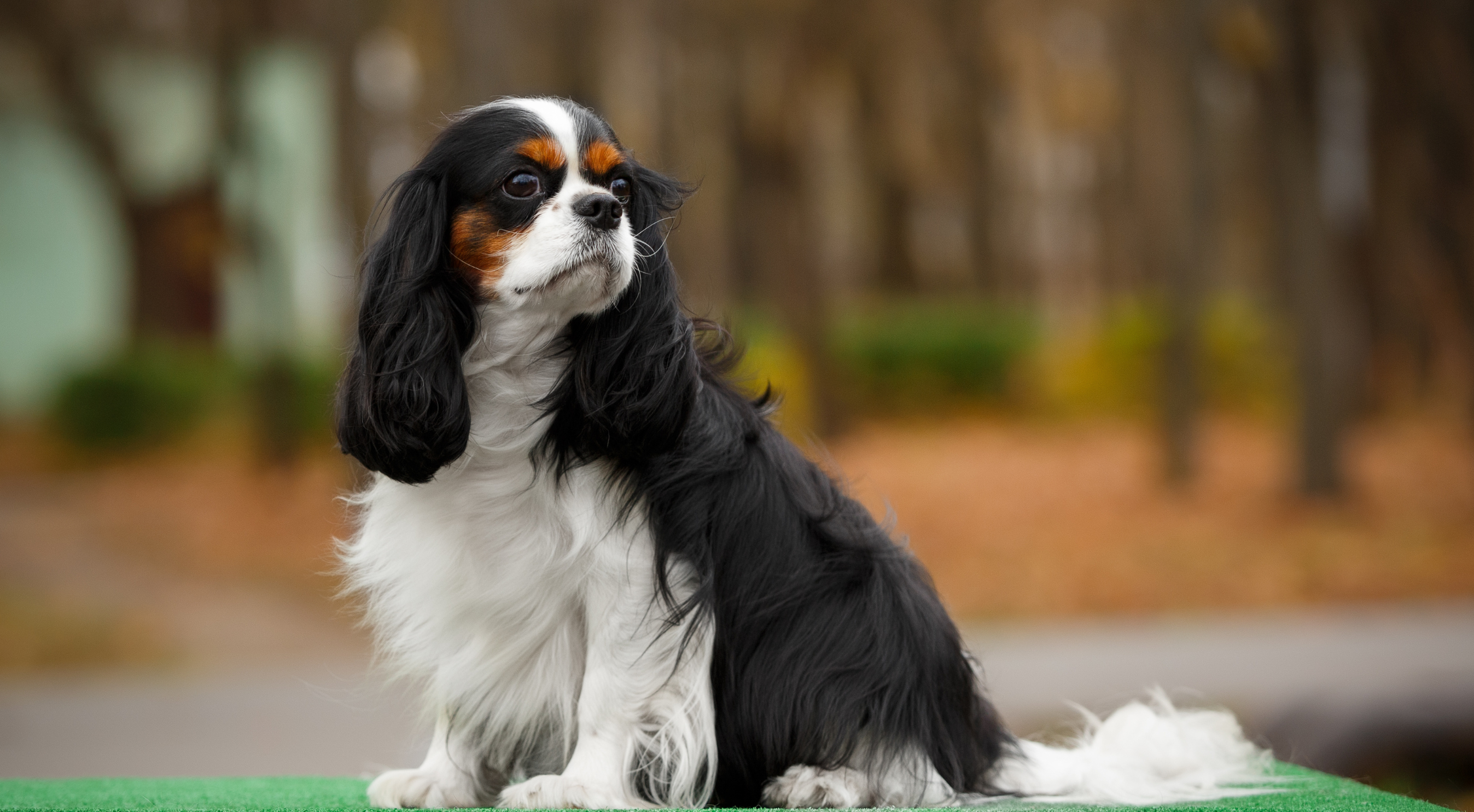 Cavalier King Charles Spaniel dog outdoors — best dog food for Cavalier King Charles Spaniels