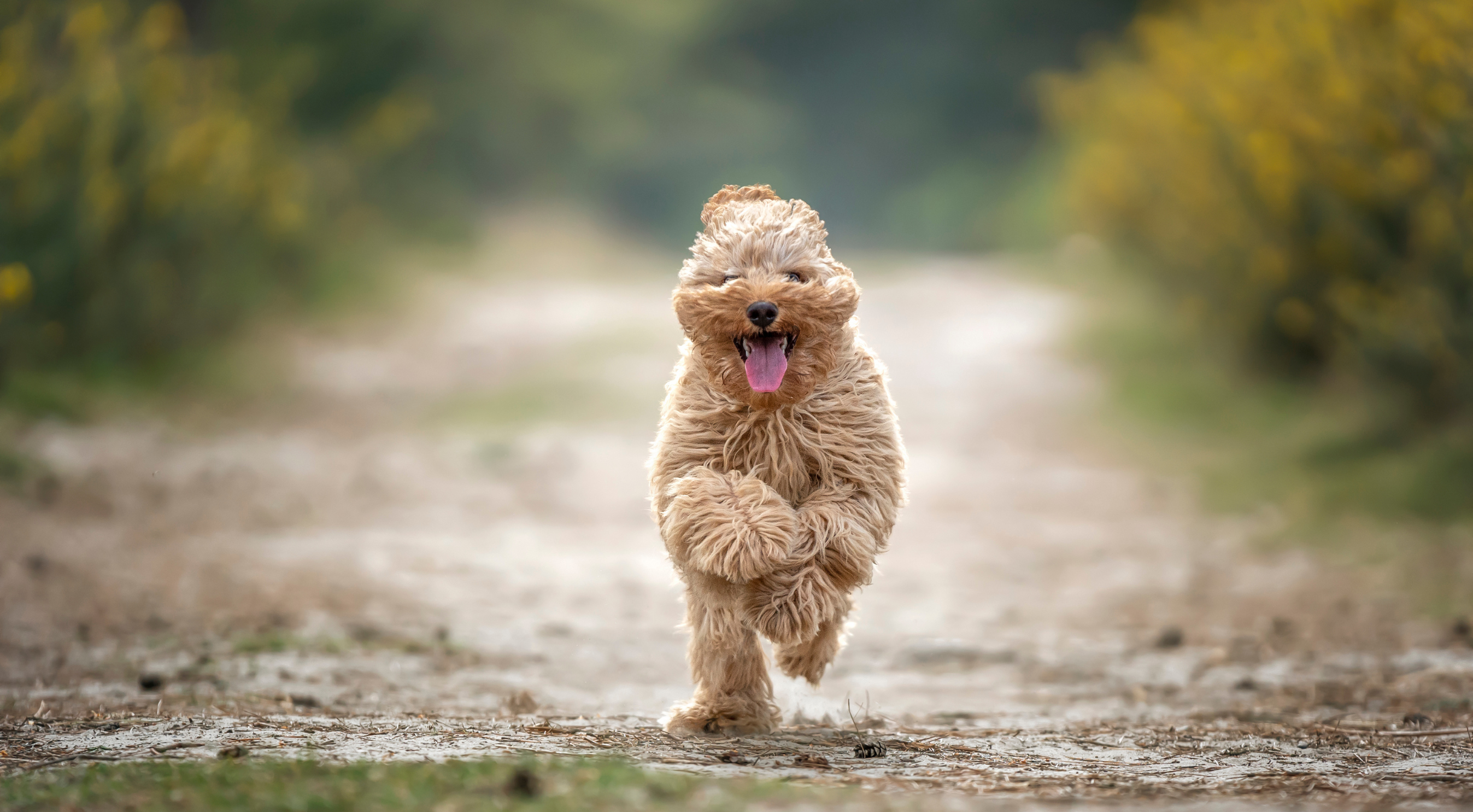 Cavapoo dog outdoors — best dog food for Cavapoos