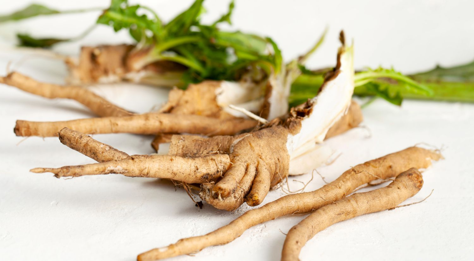 What is Chicory Root in Dog Food and why does it matter?
