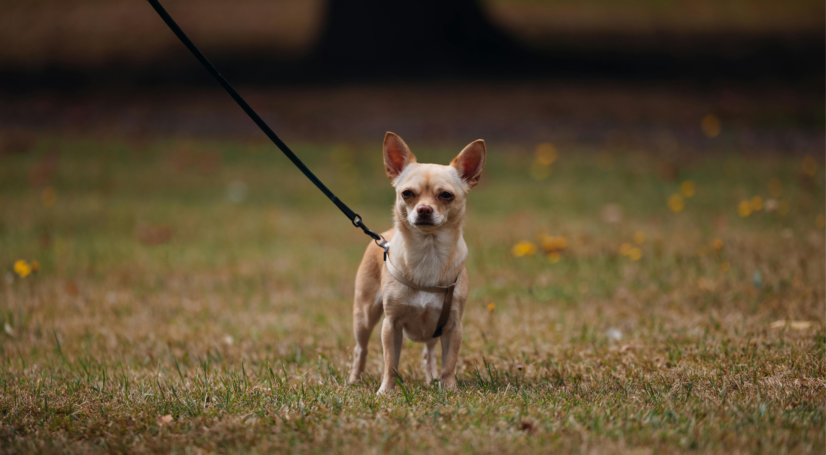 What is the best dog food for a Chihuahua?