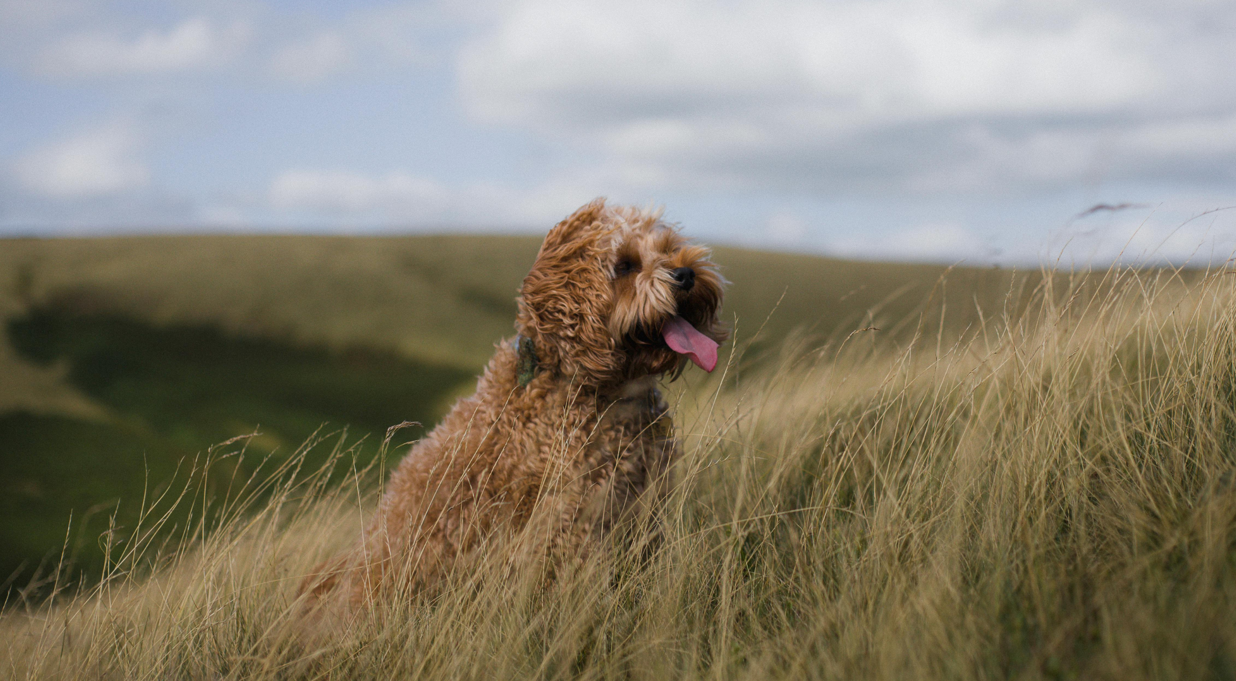 Cockapoo dog outdoors — best dog food for Cockapoos