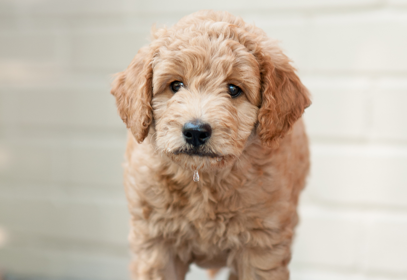 Puppy Survival Guide 5–6 Months Old: Essential Tips for Thriving During Adolescence