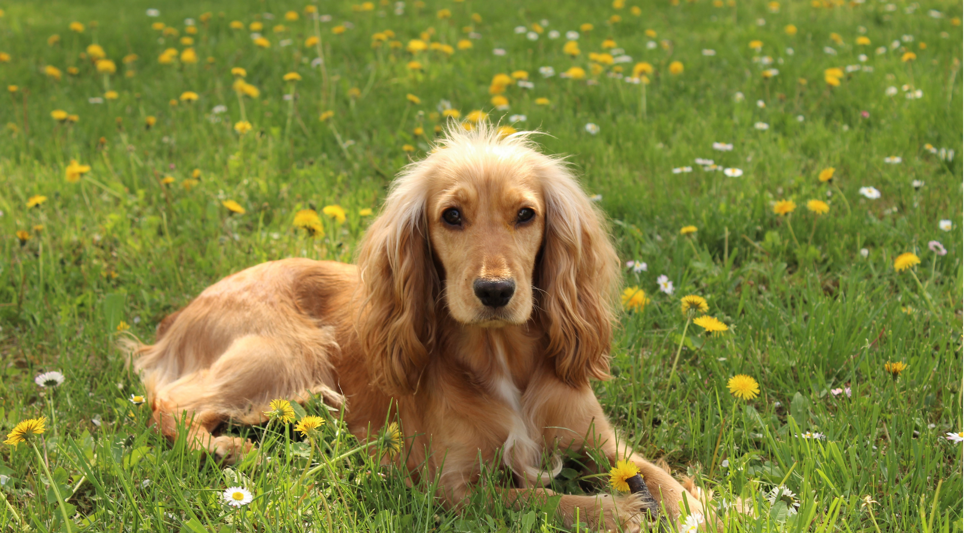 Cocker Spaniel