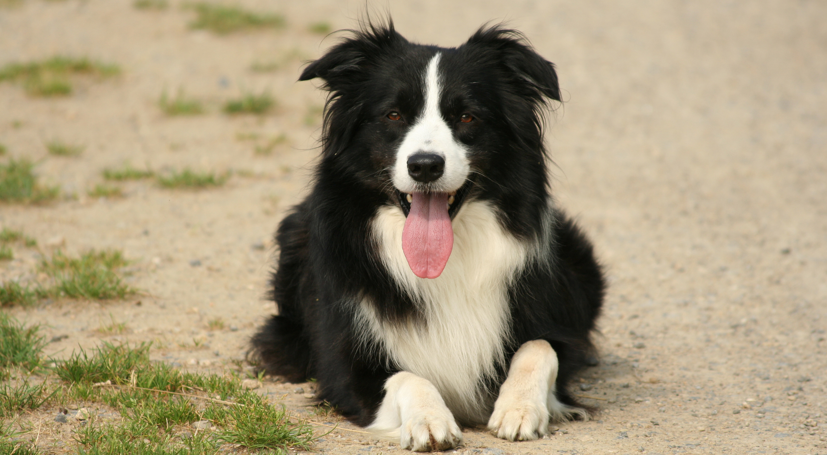 What is the best dog food for Collie?