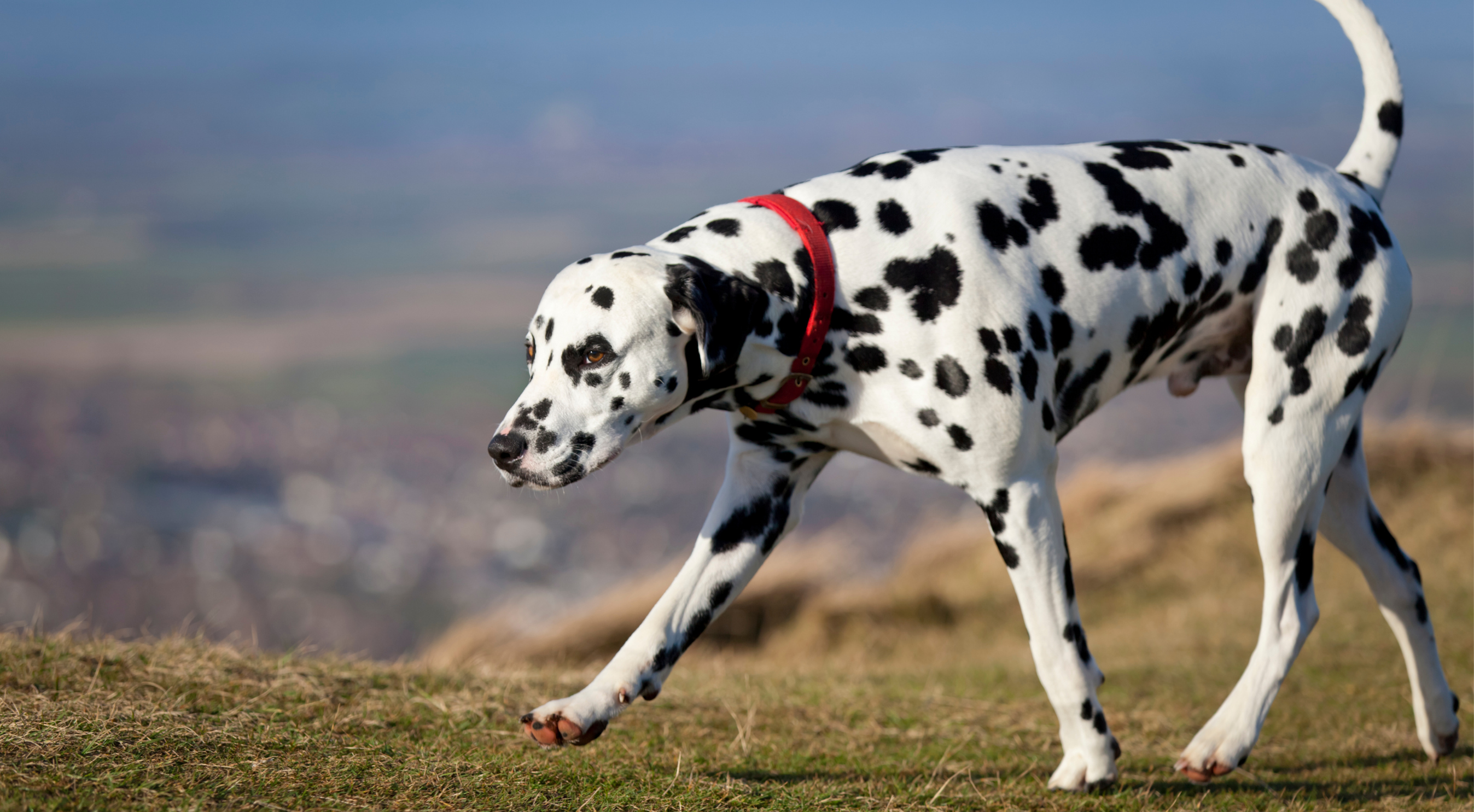 Dalmatian dog outdoors — best dog food for Dalmatians