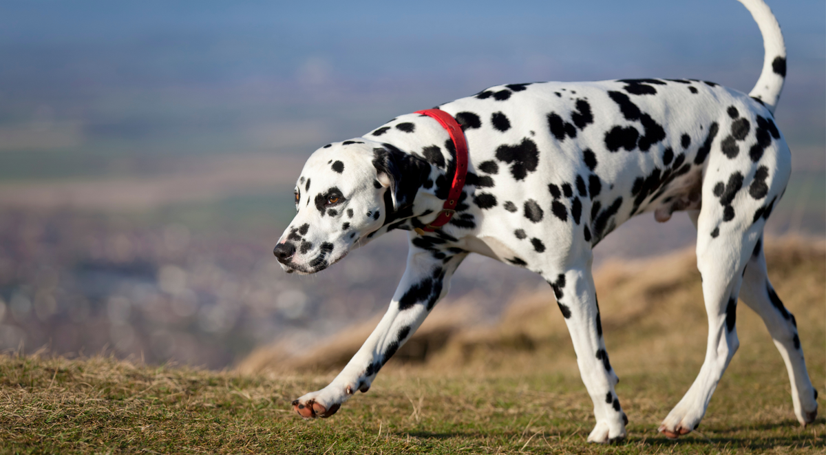 Dalmatian