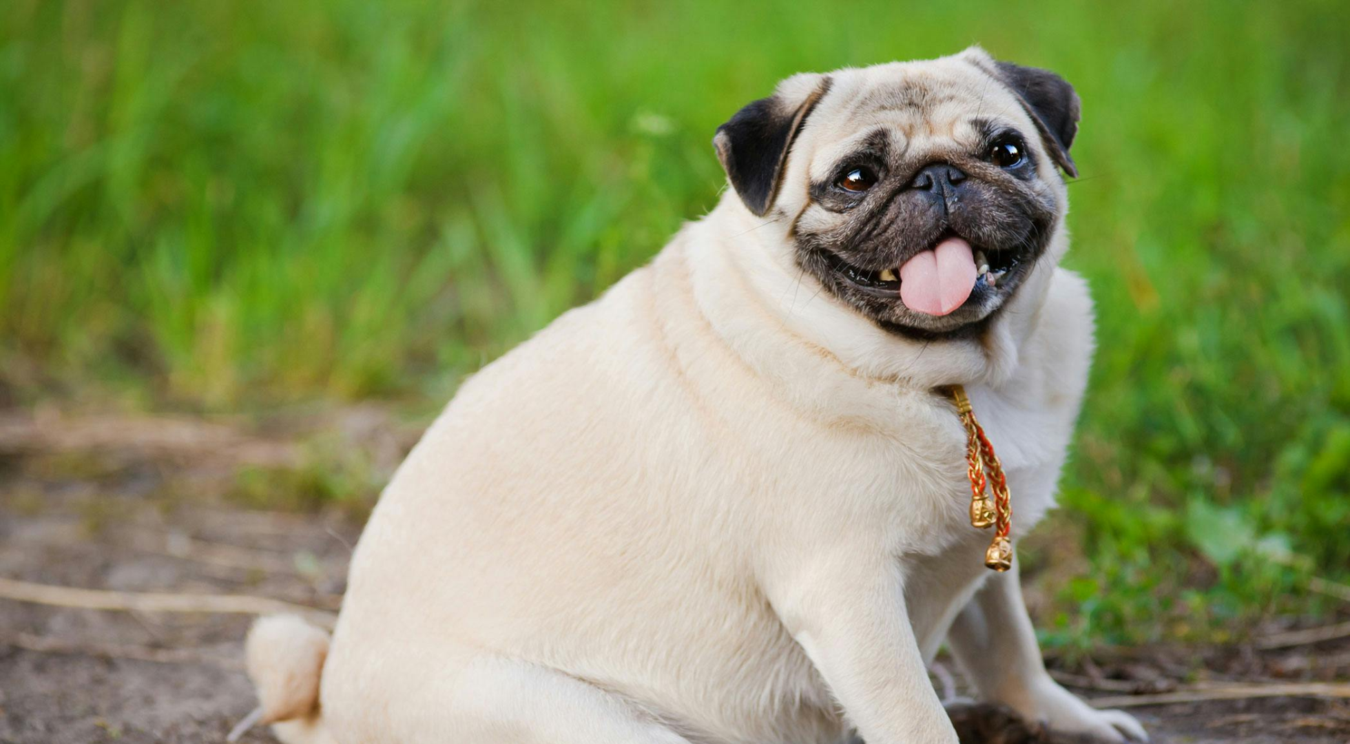 Diet and Your Dog's Health: Common Health Conditions Explained