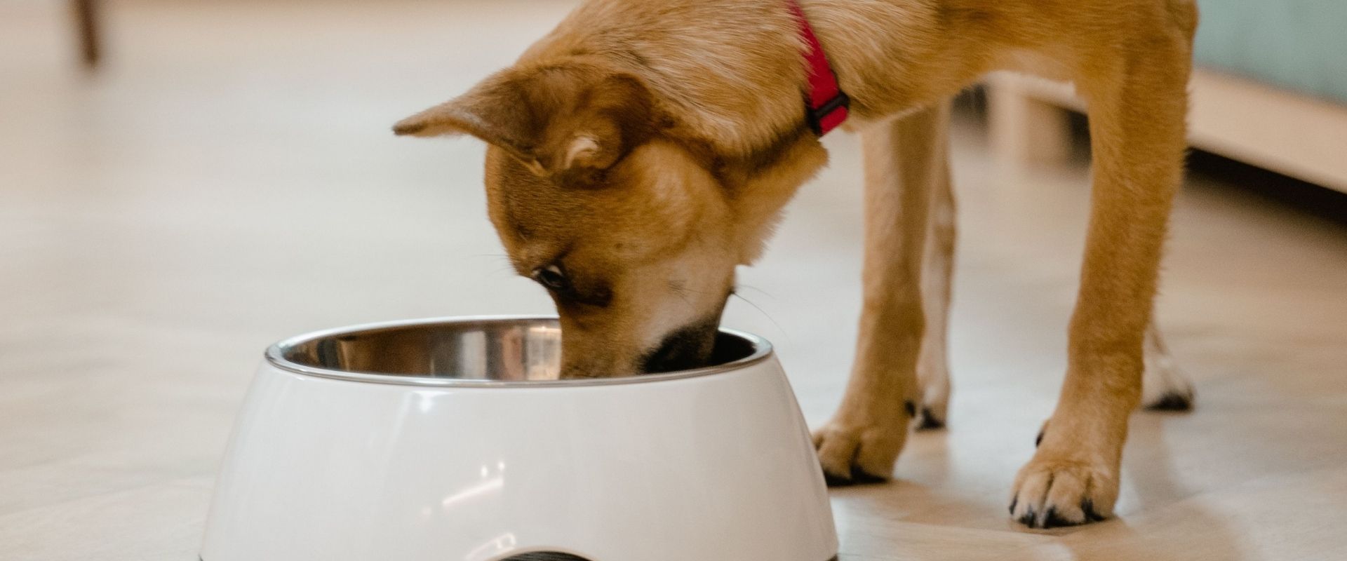 Best Dog Food That Doesn't Need Freezing UK (2026)