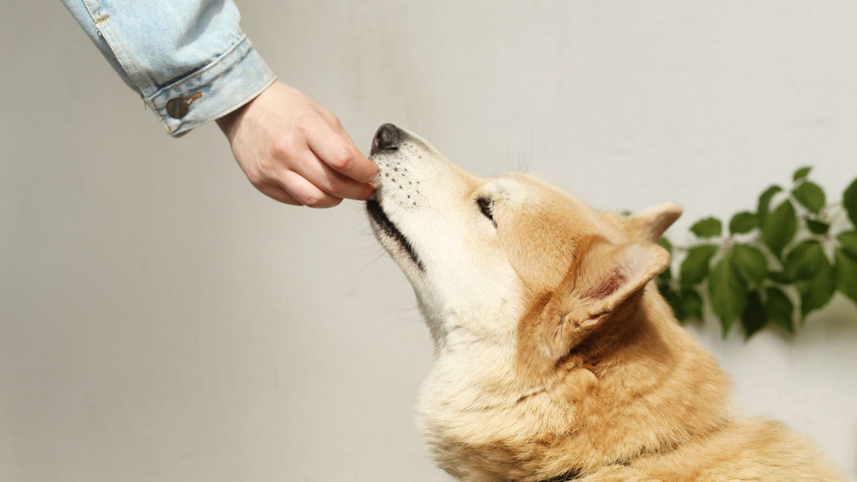Marleybones vs Wilsons Pet Food: Which Is Right for Your Dog?