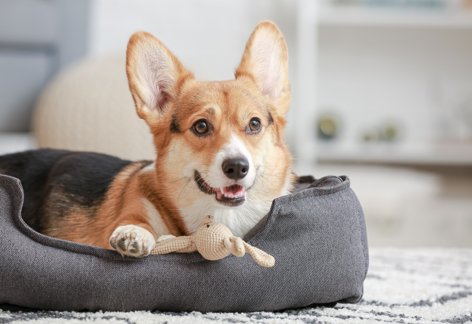 Why Do Dogs Dig In Their Beds? Uncovering Canine Nesting Behaviours