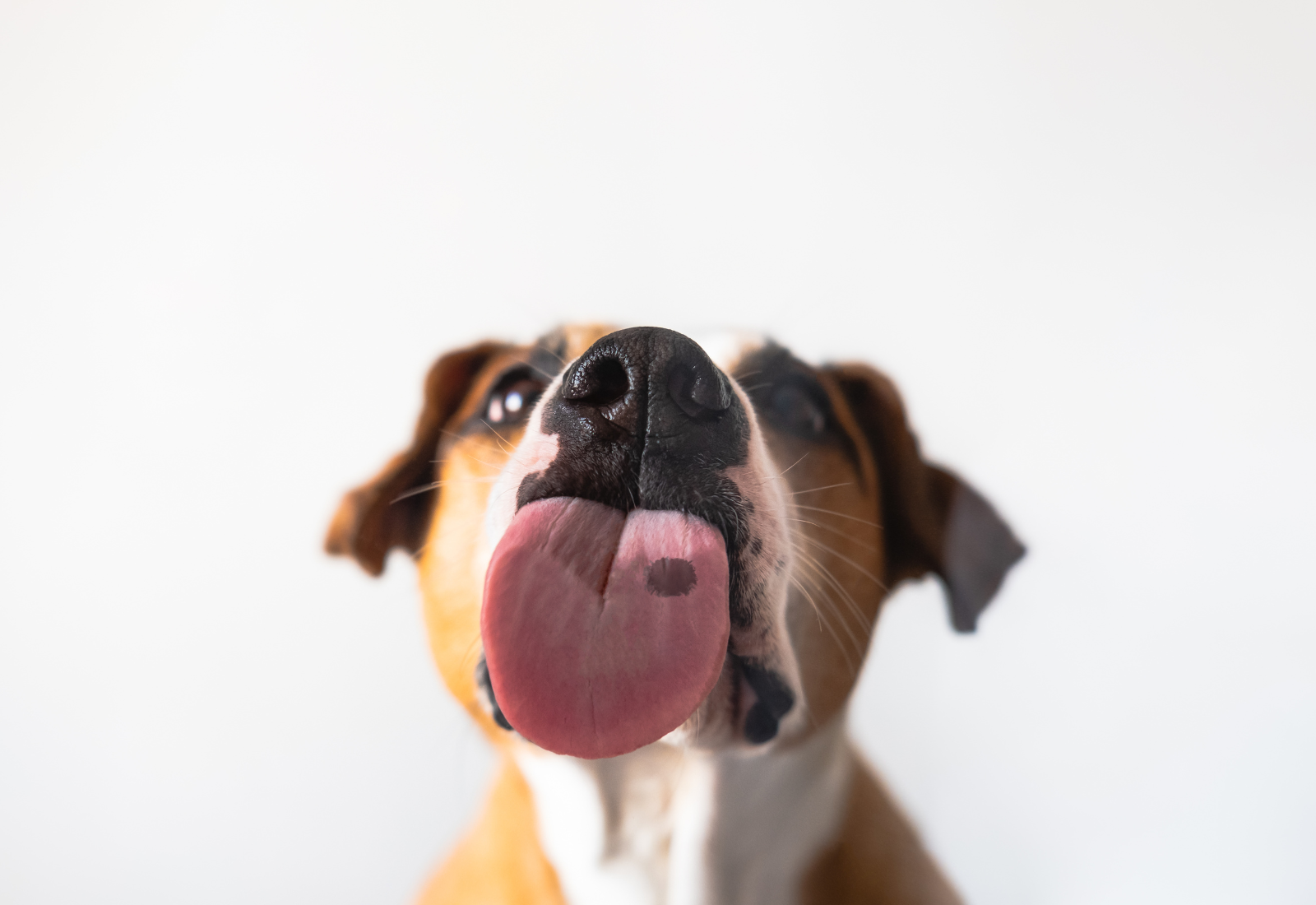 Why Do Some Dogs Have Black Spots on Their Tongue? Examining the Genetic Puzzle