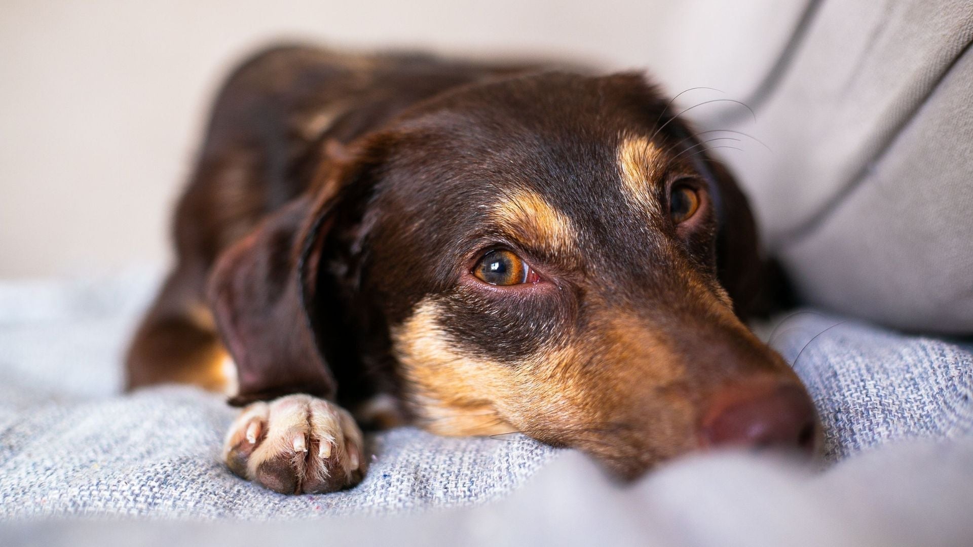 Dry Eye in Dogs: A Vet-Reviewed Guide