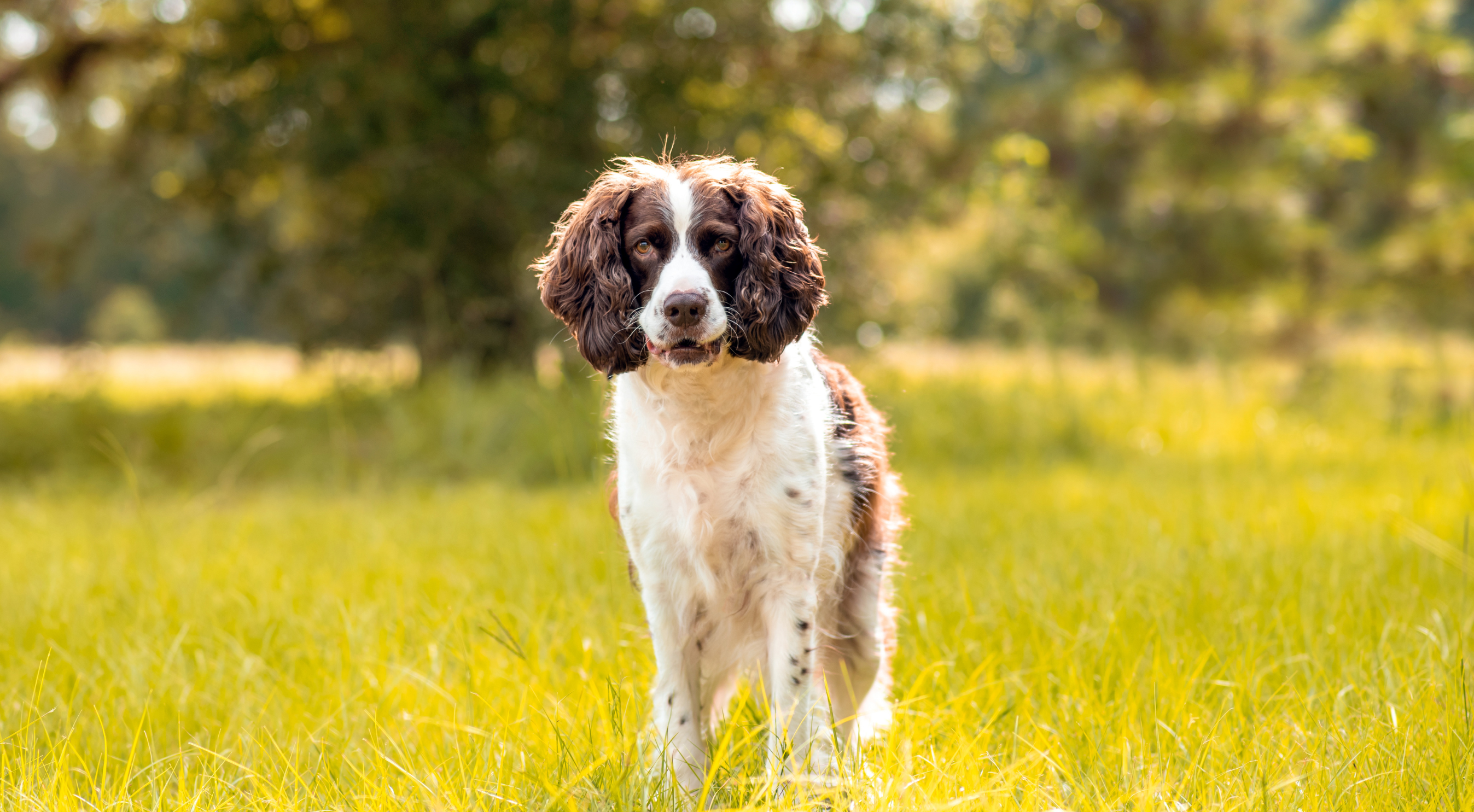 What is the best dog food for English Springer Spaniels?