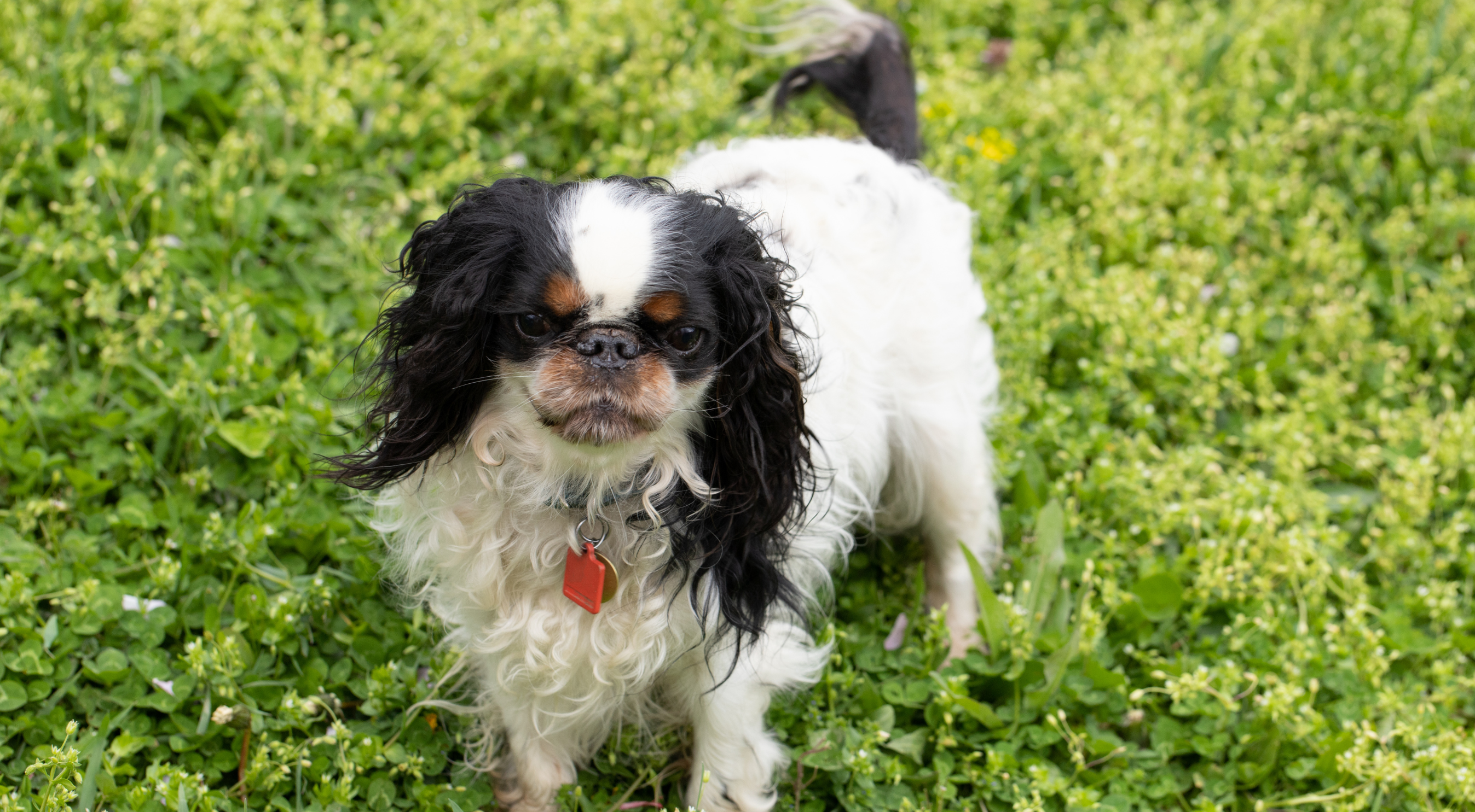 What is the best dog food for an English Toy Spaniel?