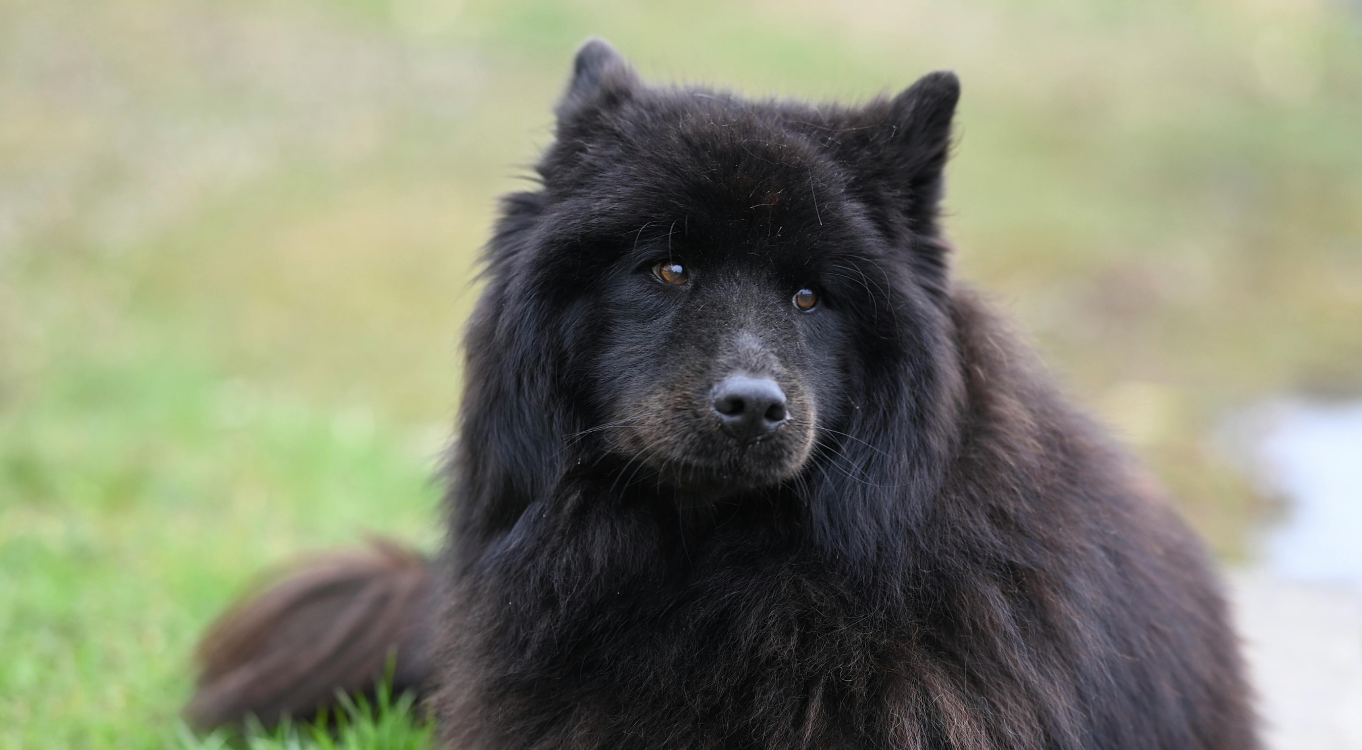 What is the best dog food for a Finnish Lapphund?