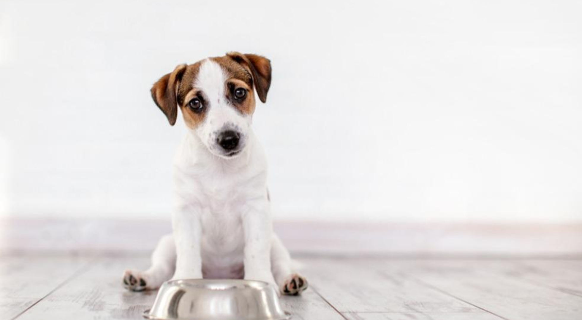 Fresh dog food for dogs — Marleybones