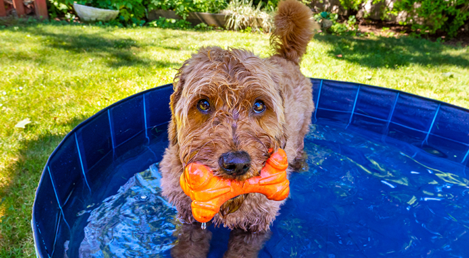 How to keep your dog cool during a heatwave