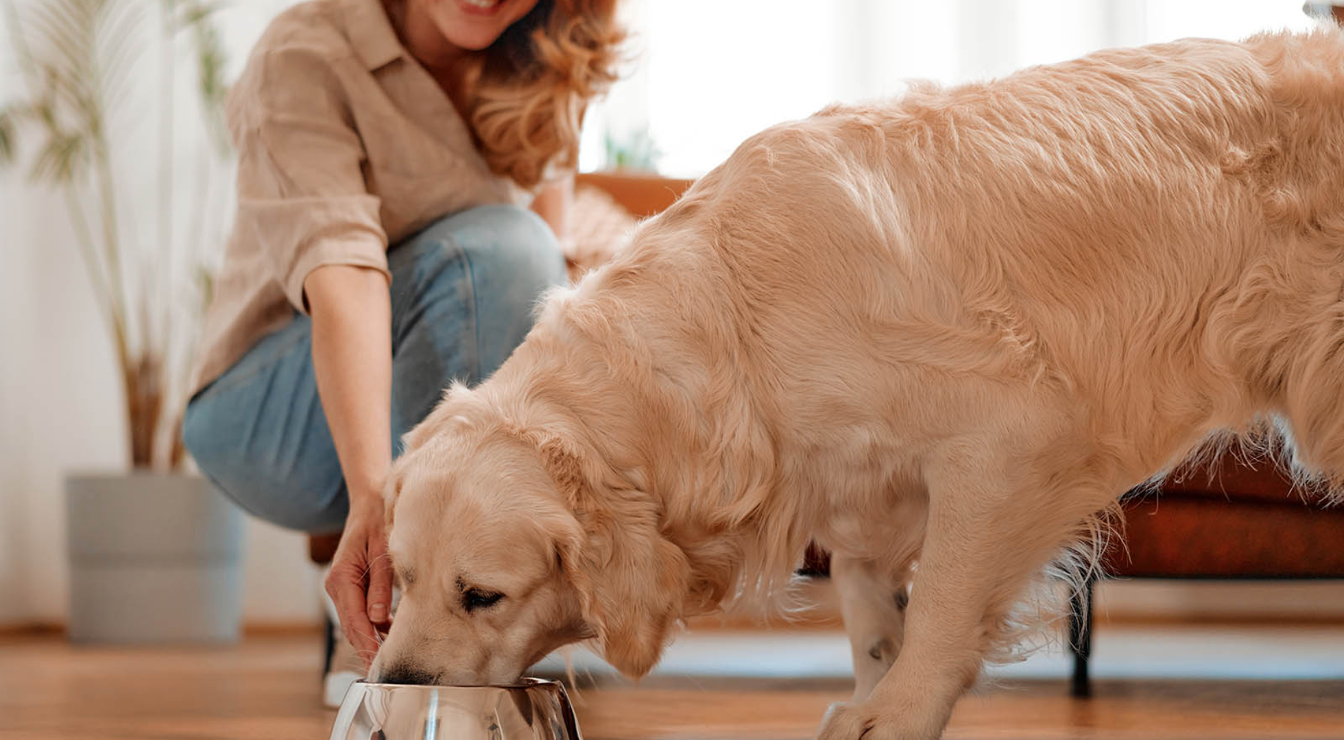 How to Feed Your Dog: Puppies, Fussy Eaters and Senior Dogs
