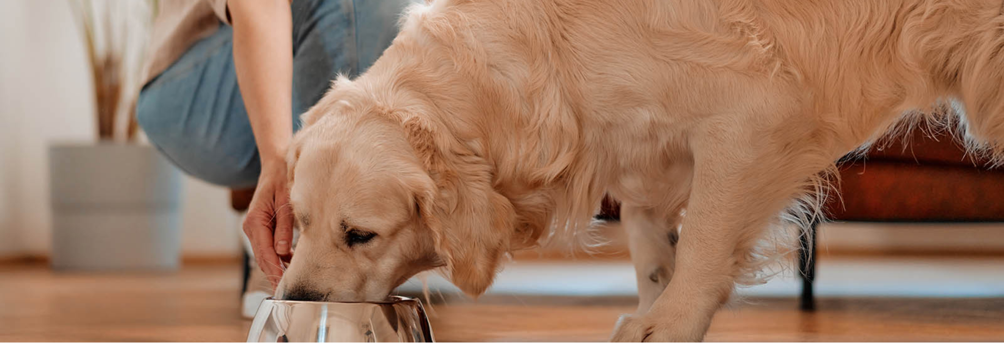Can I Change My Dog's Food Suddenly? A Vet-Reviewed Guide