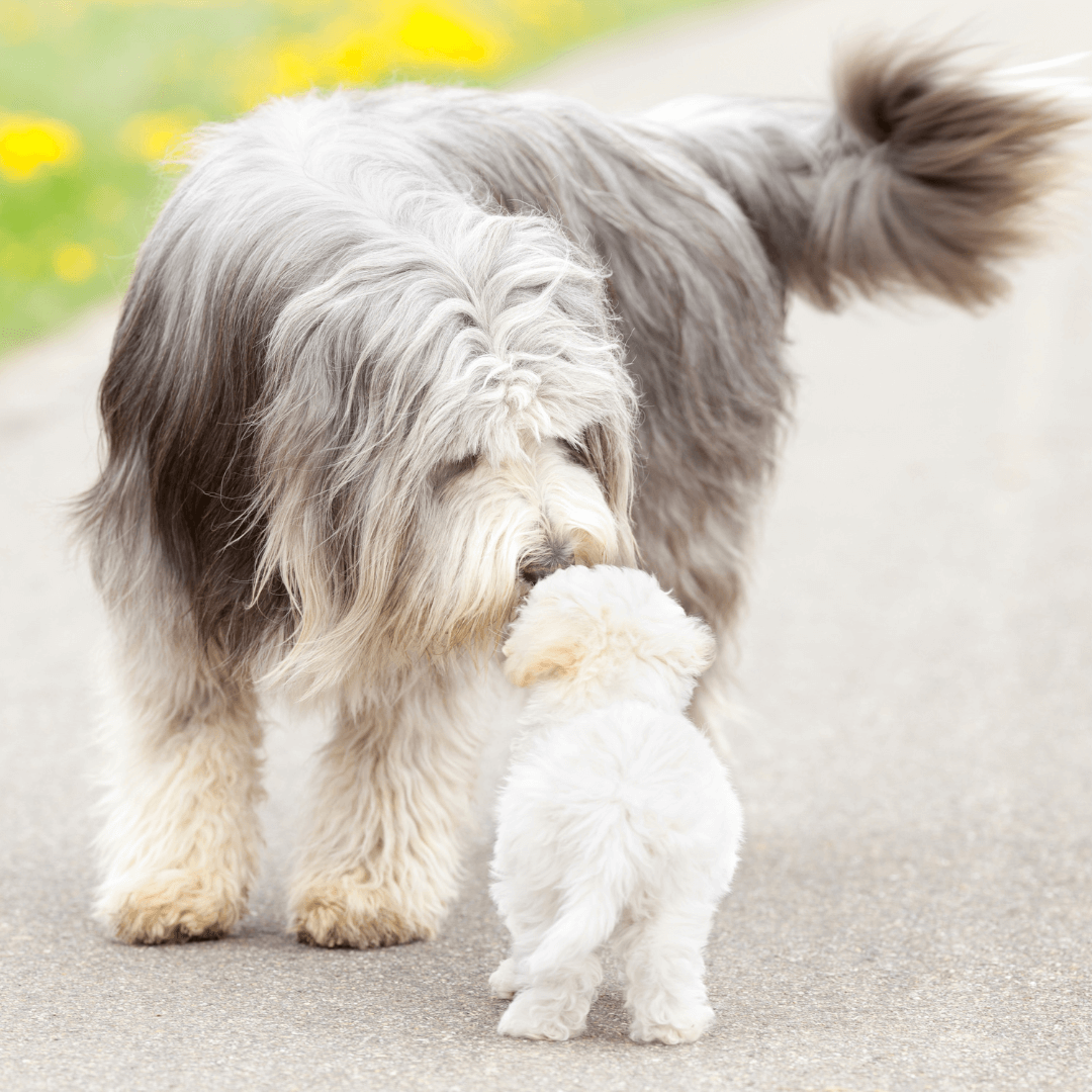 How to socialise your puppy