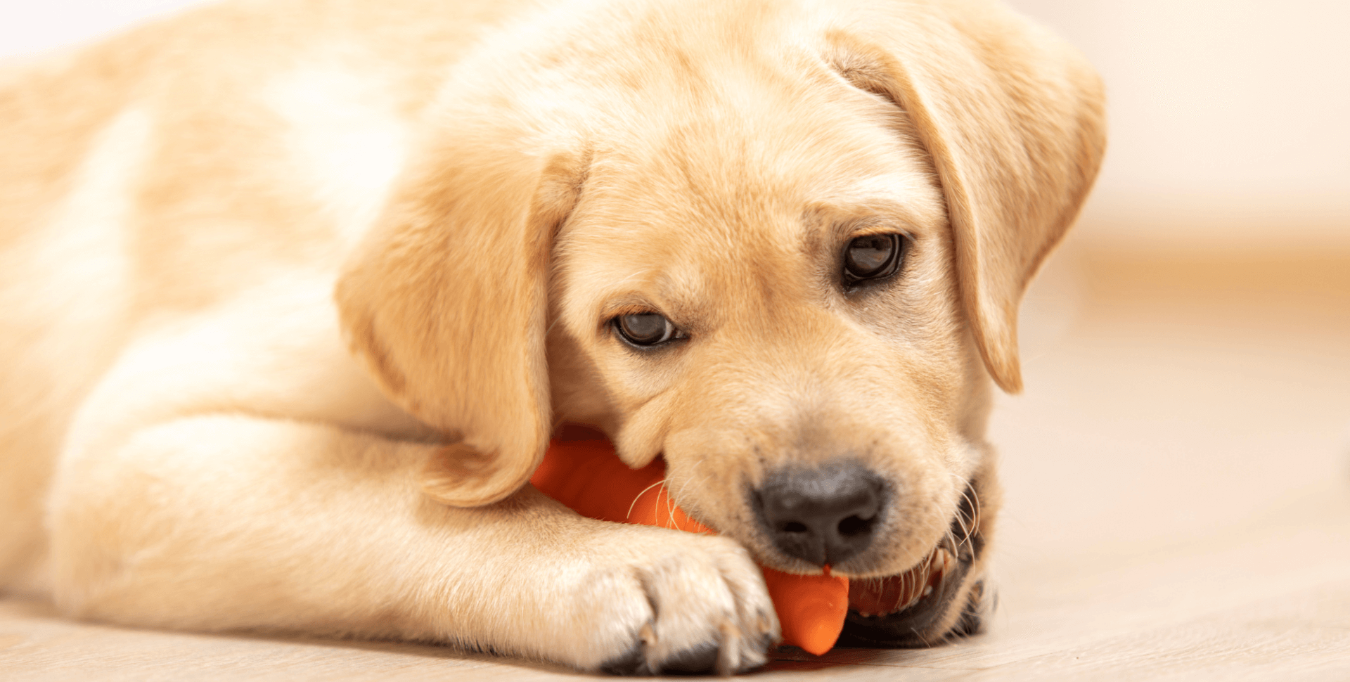 Why is my puppy biting, and how can we help them?