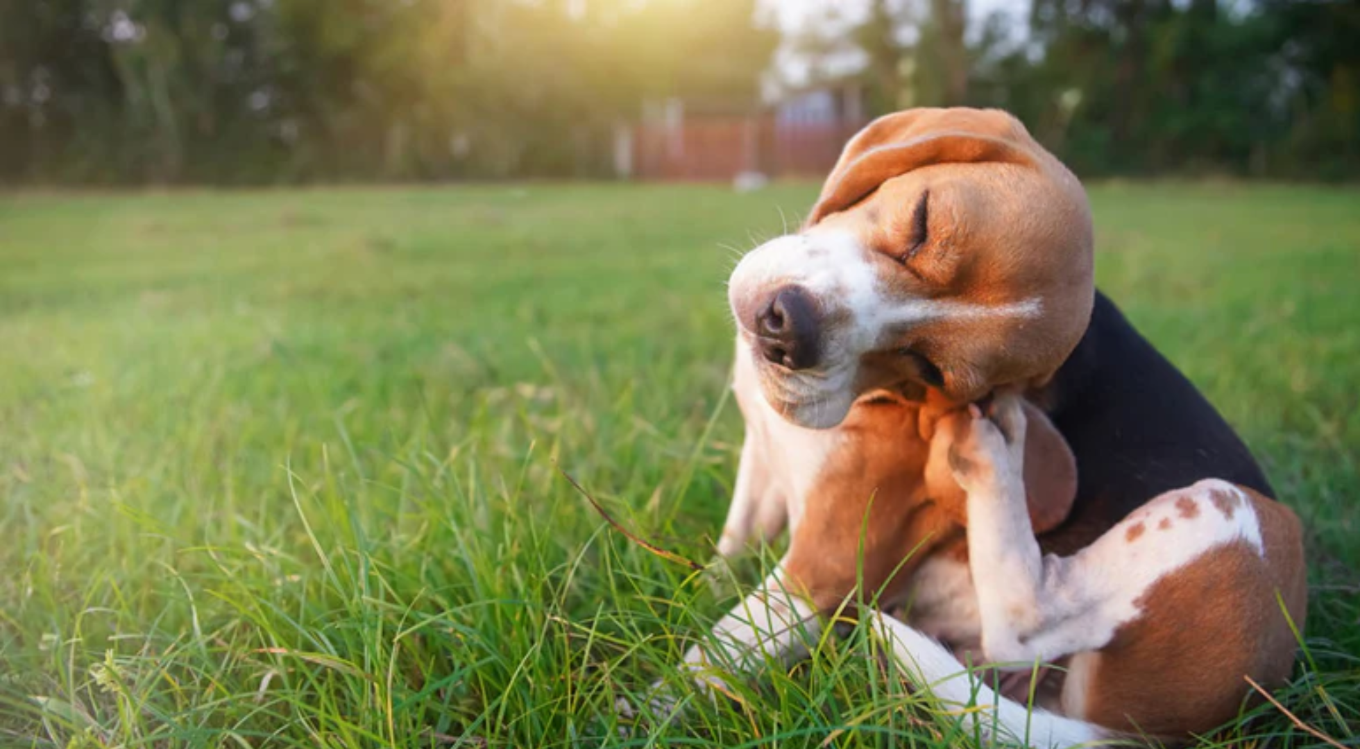 Best Dog Food for Itchy Skin and Allergies in the UK (2026)