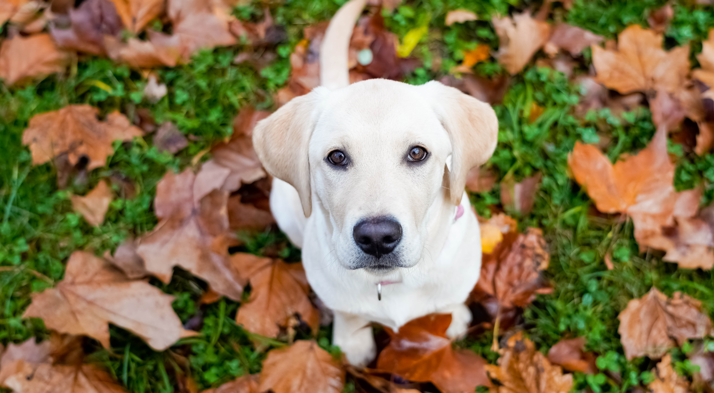 What is the best dog food for Labradors?