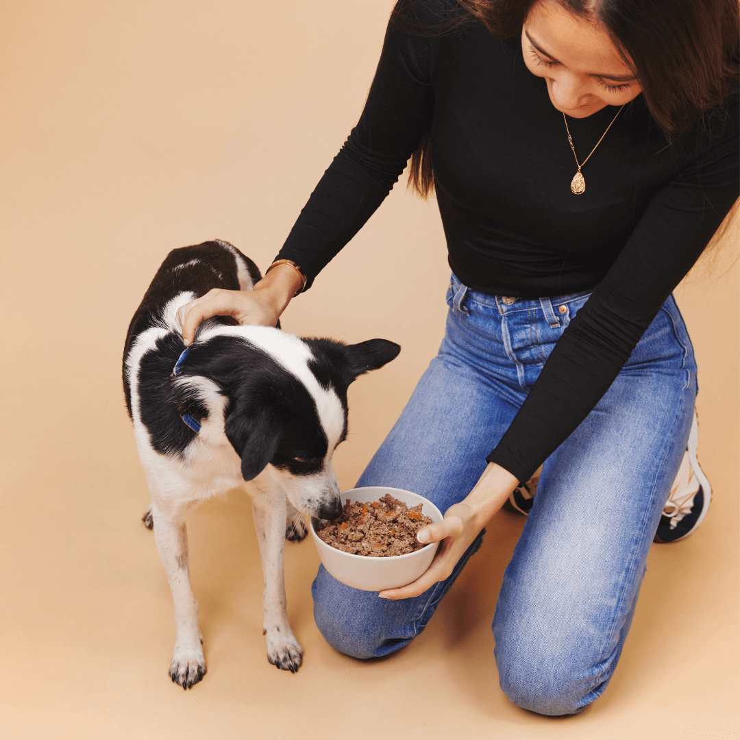 A guide on how to feed a fussy dog