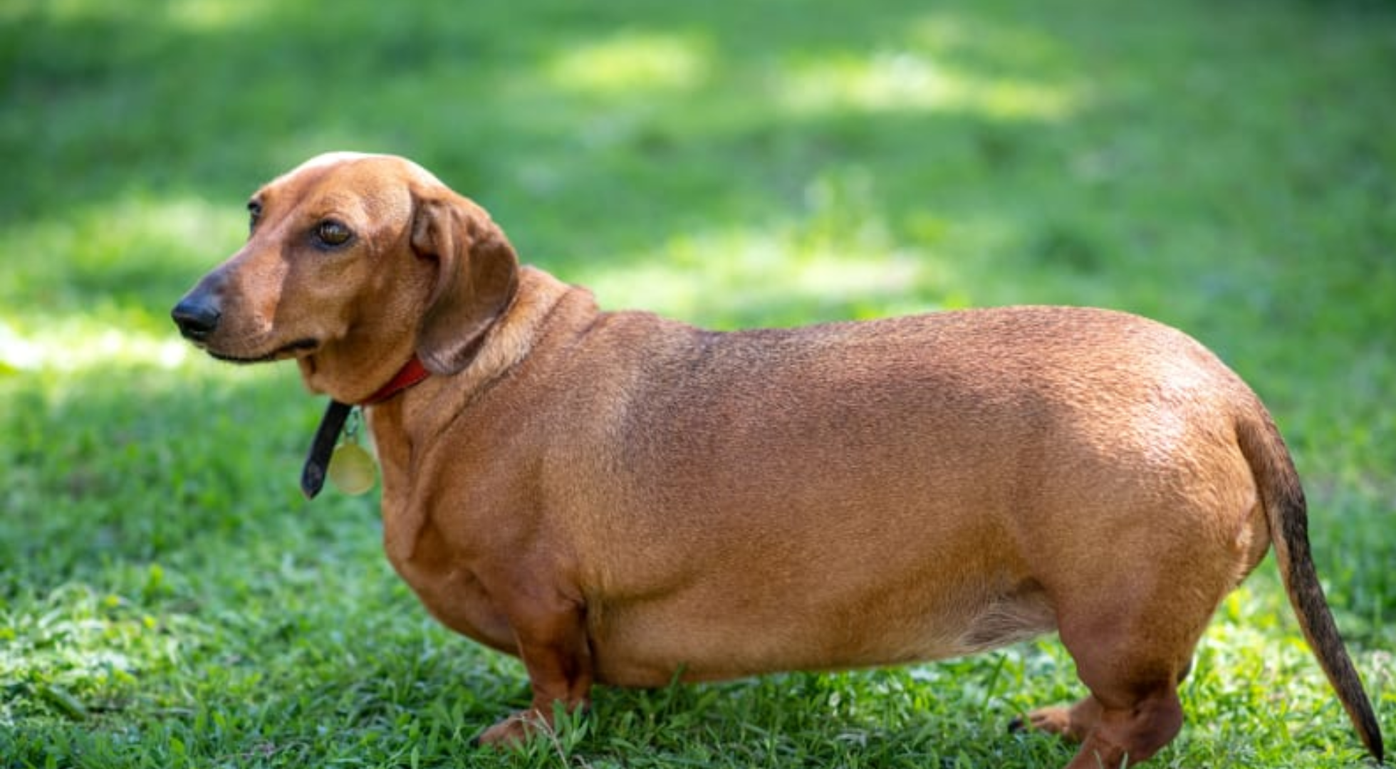 Best Dog Food for Overweight Dogs in the UK (2026)