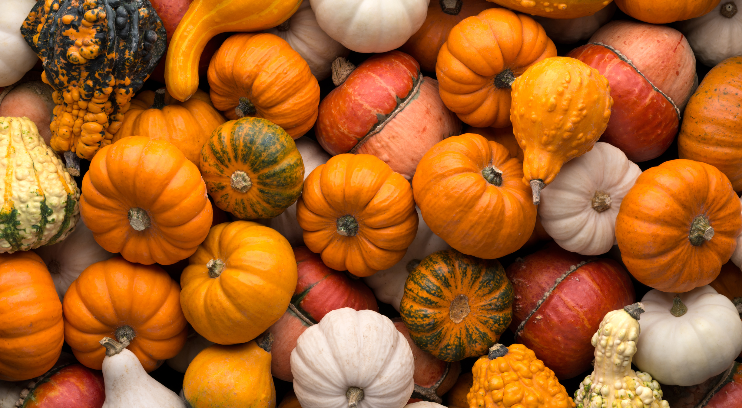 Pumpkin for Dogs' Upset Stomach: A Pet Owner's Guide