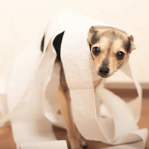 Puppy Toilet Training 101