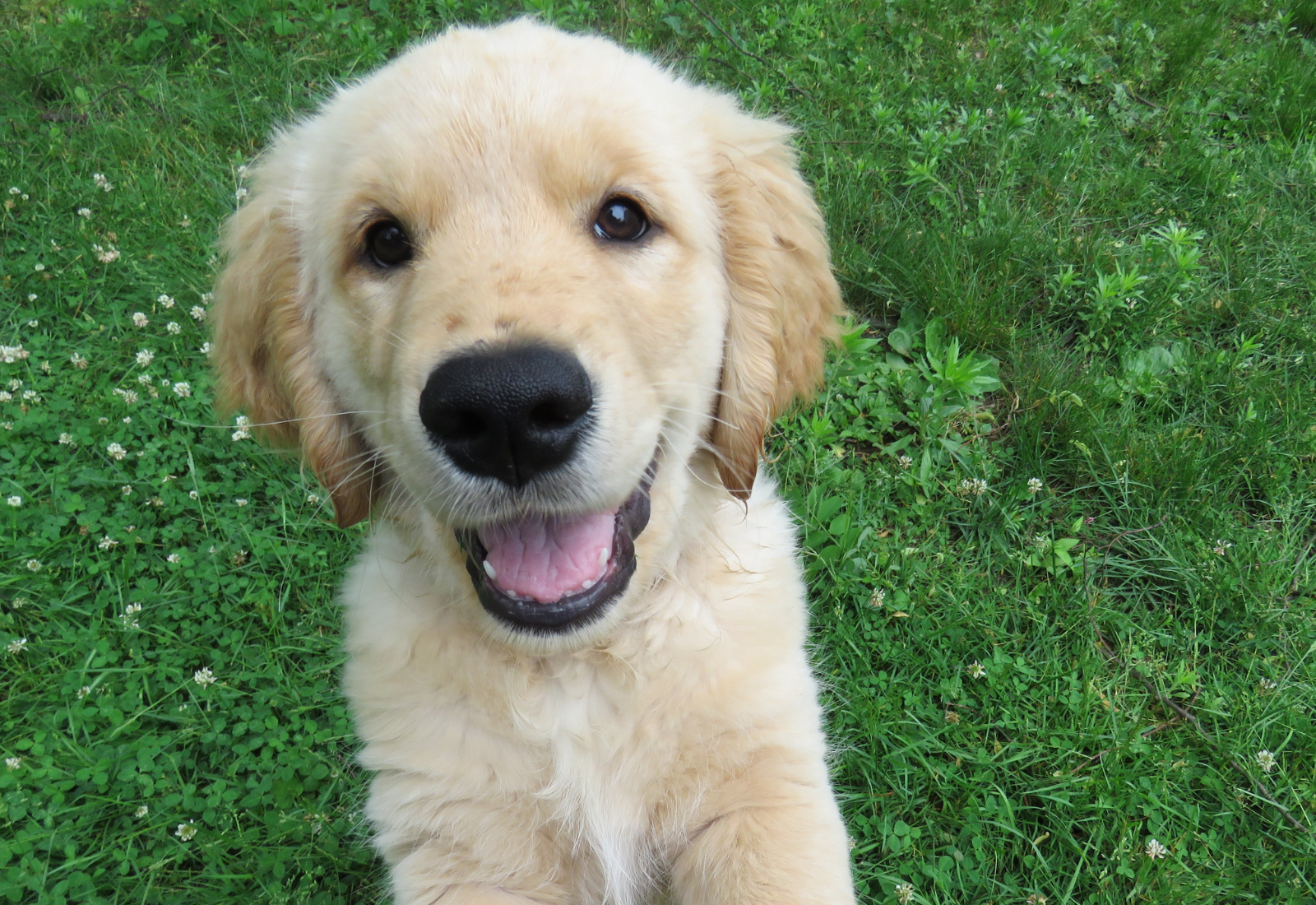 Puppy Survival Guide 7–9 Months: Essential Tips for Adolescent Dog Care