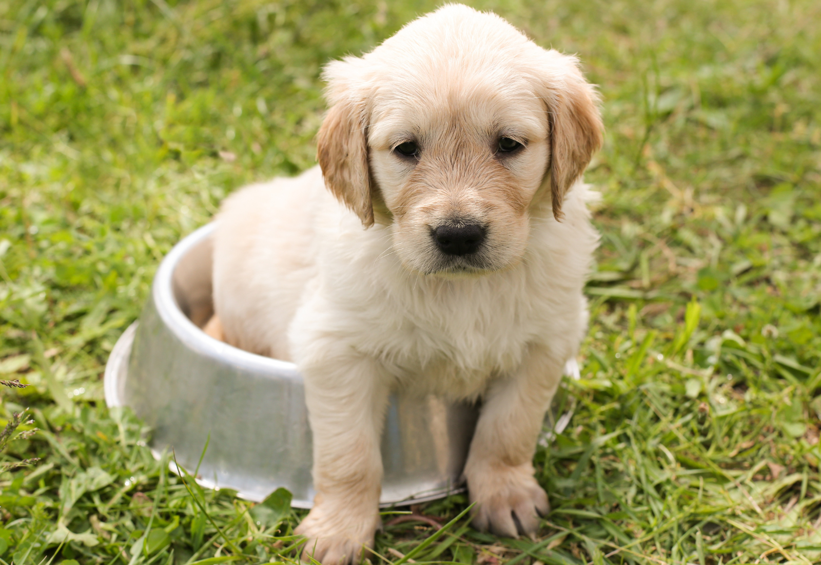 How Much Food Should I Feed My Puppy: Age-Appropriate Portions Explained