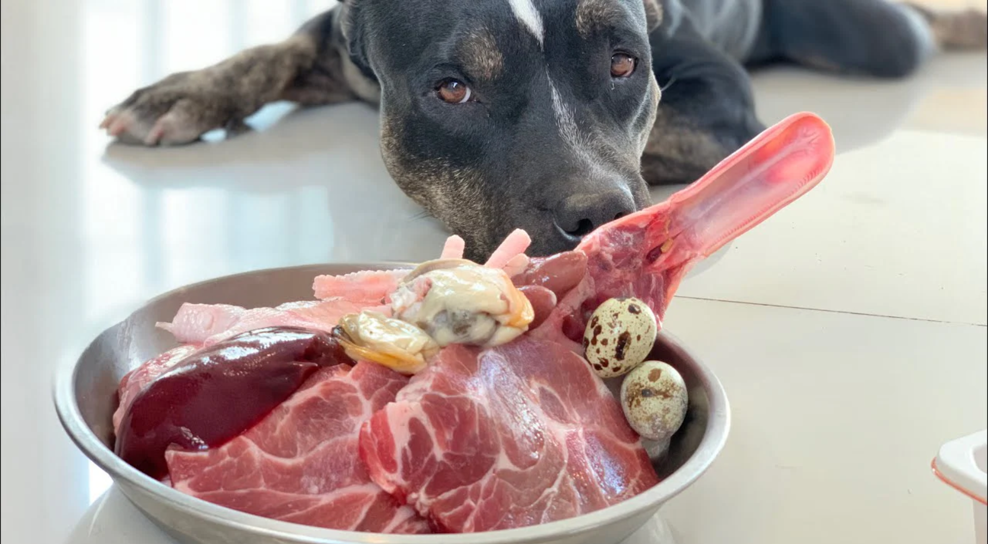 Fresh Dog Food vs Raw Dog Food – Which is Better for Your Dog?