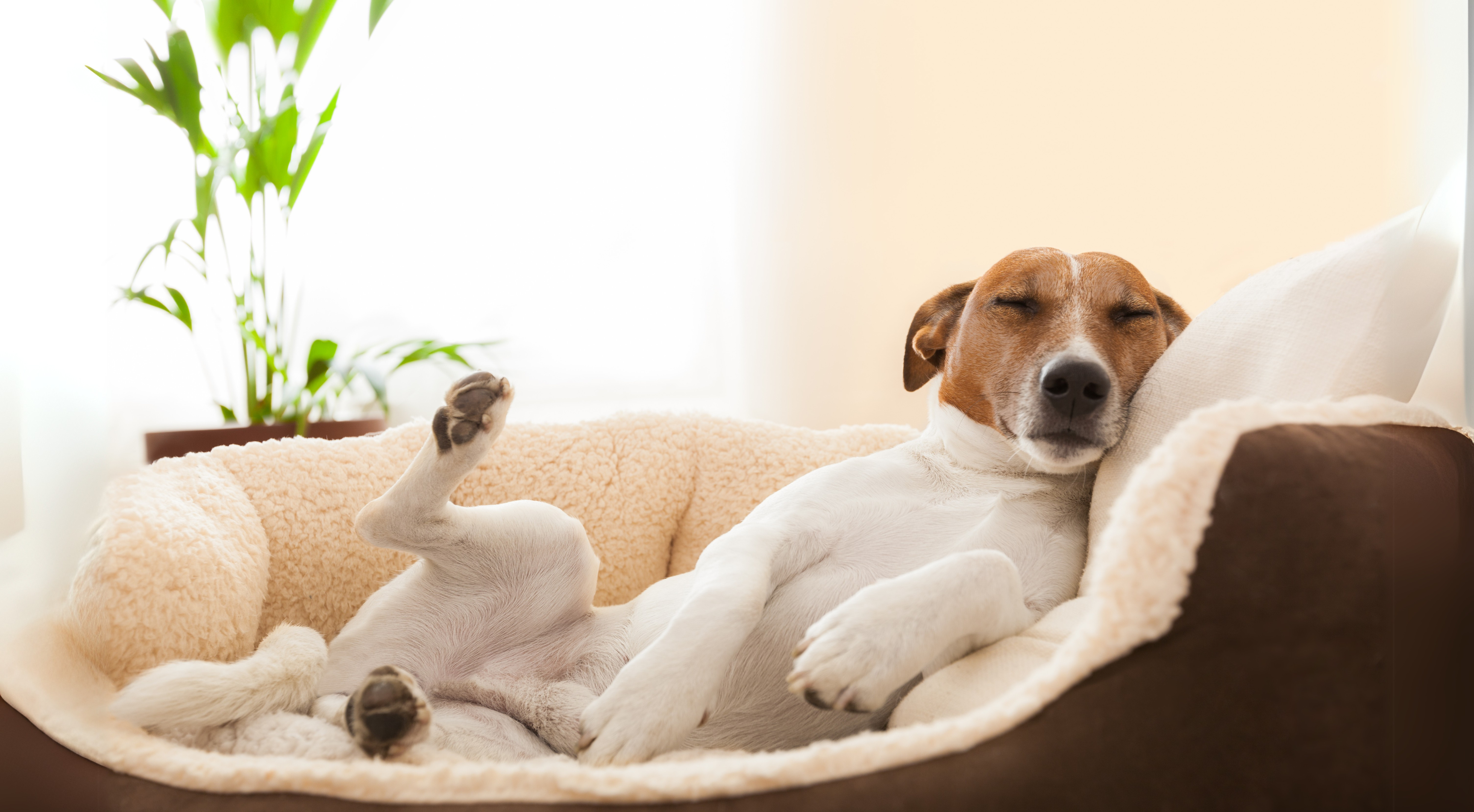 Why Do Dogs Kick and Twitch in Their Sleep? Understanding What’s Really Going On